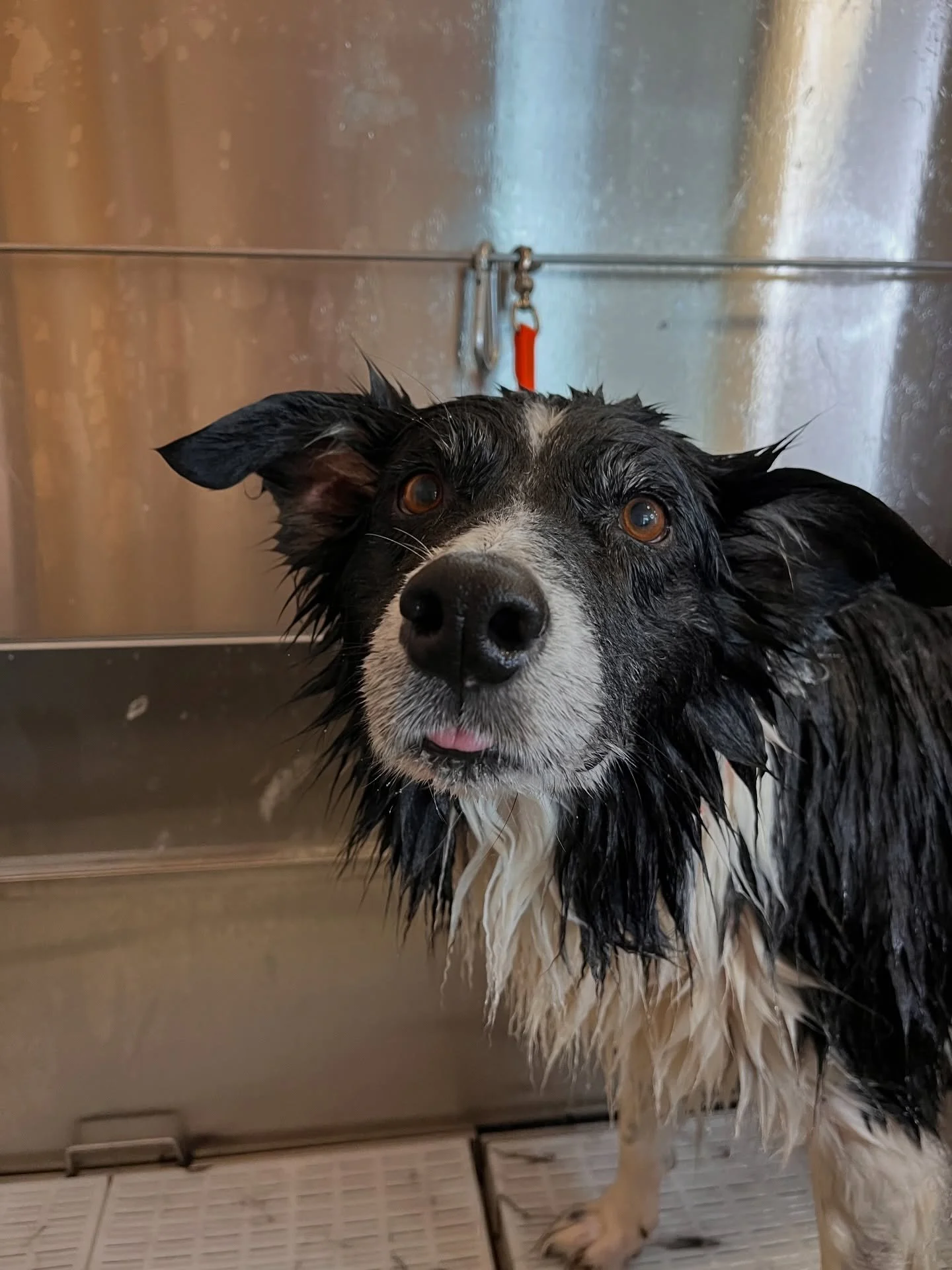 Buddy ❤️ 
#bordercollie #doggroomer #oneononegrooming #wichitaks #doggroomersofinsta