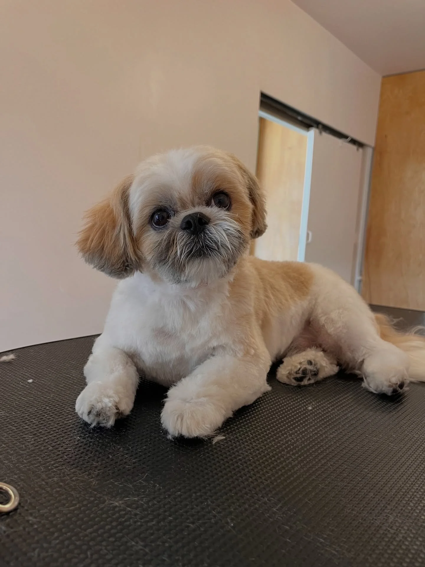Meeko ❤️ 
#wichitadogs #wichitaks #oneononegrooming #dogsofwichita #shihtzu