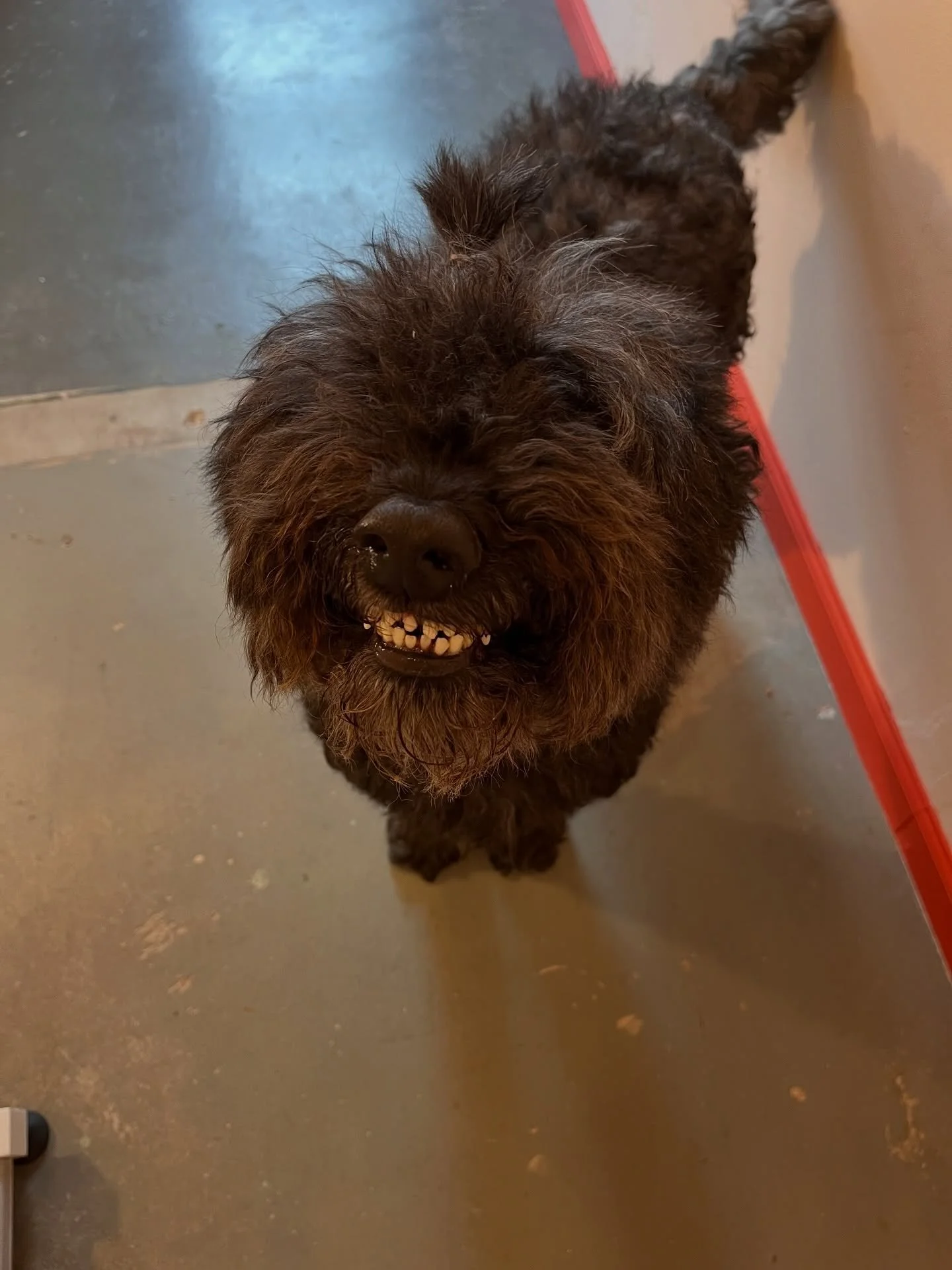 In no particular order, Charlie &amp; Kobesis. ❤️😭 
#doodles #doggroomer #wichitawesome #dogsofwichita #oneononegrooming