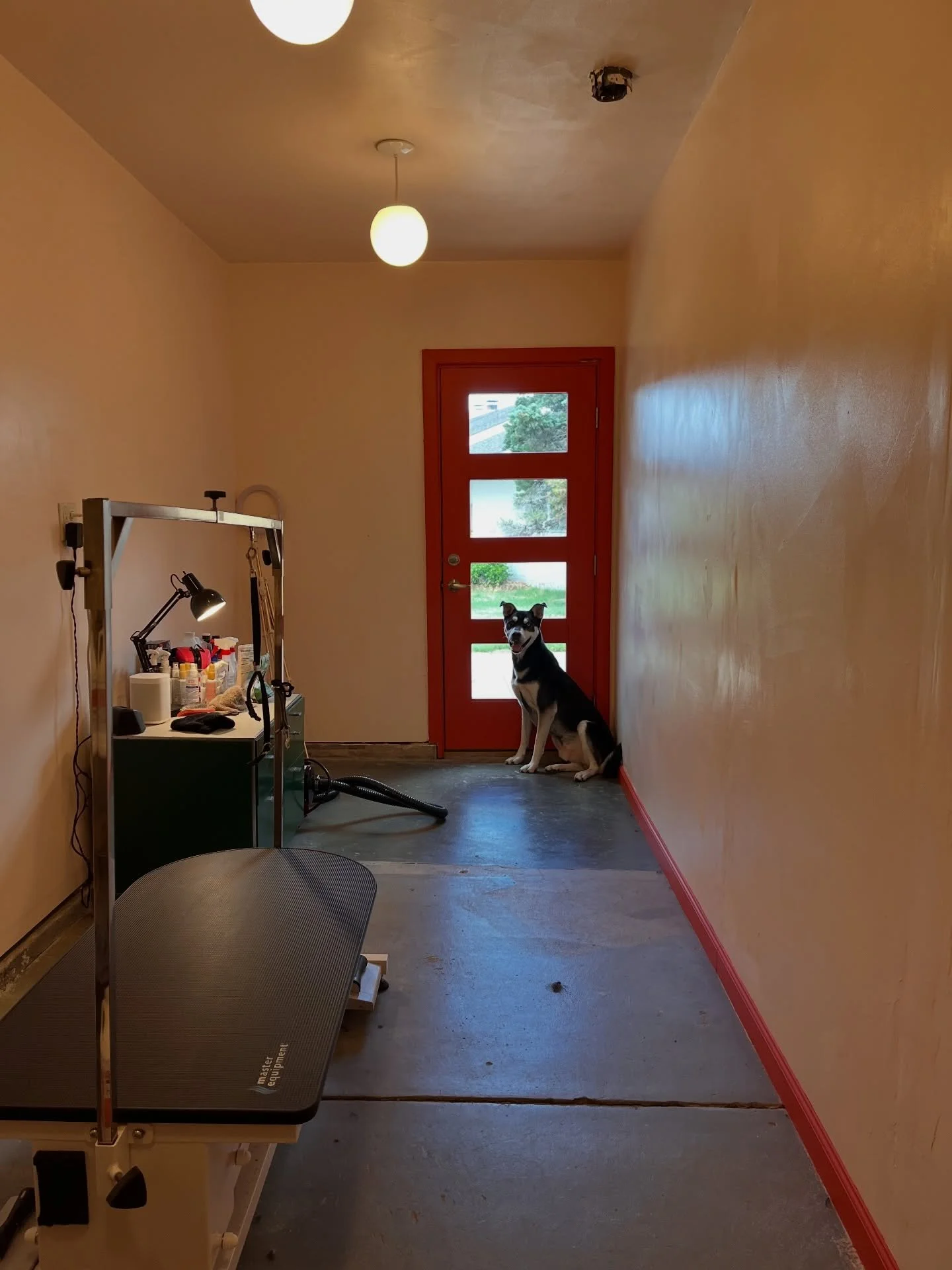 Apollo 💙
#huskymix #wichita #groomersofwichita #oneononegrooming #wichitakansas