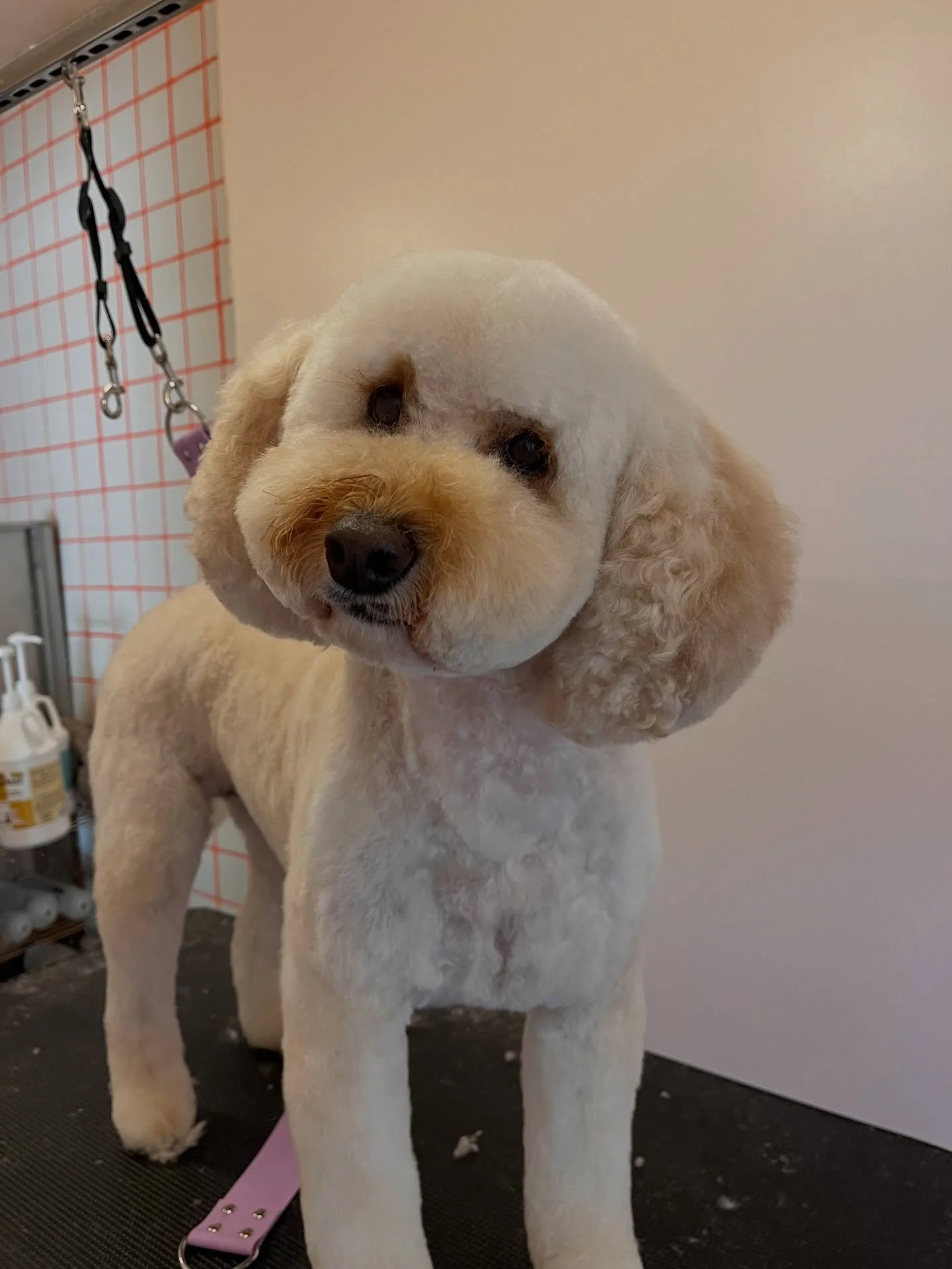 Summer cut for Izzy ❤️
#doodlegrooming #wichita #kansas #oneononegrooming #doggroomerofinstagram