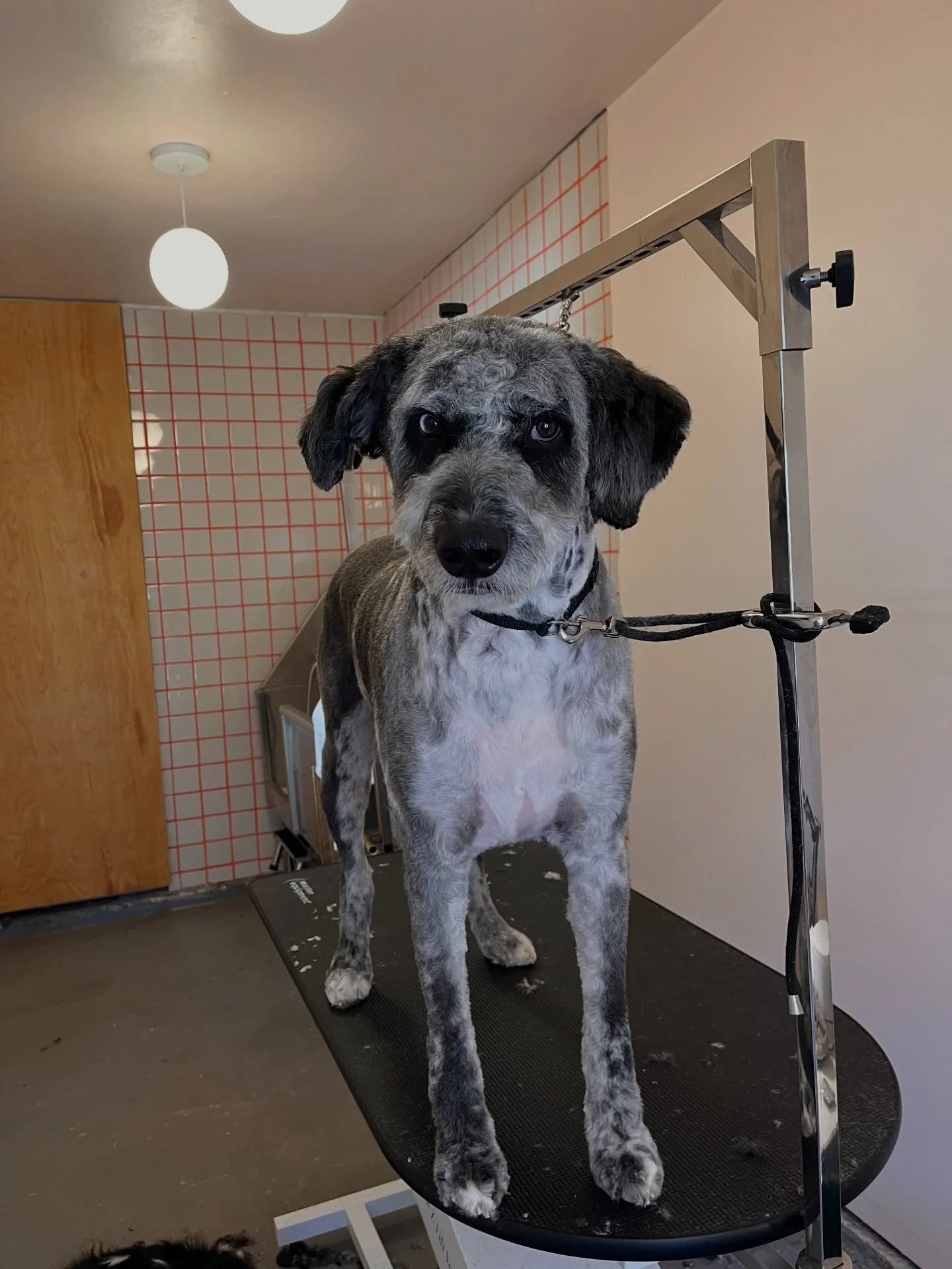 💗💓 Gino &amp; Ellie 
#doodle #cavalier #oneononegrooming #homebasedgroomer #wichita