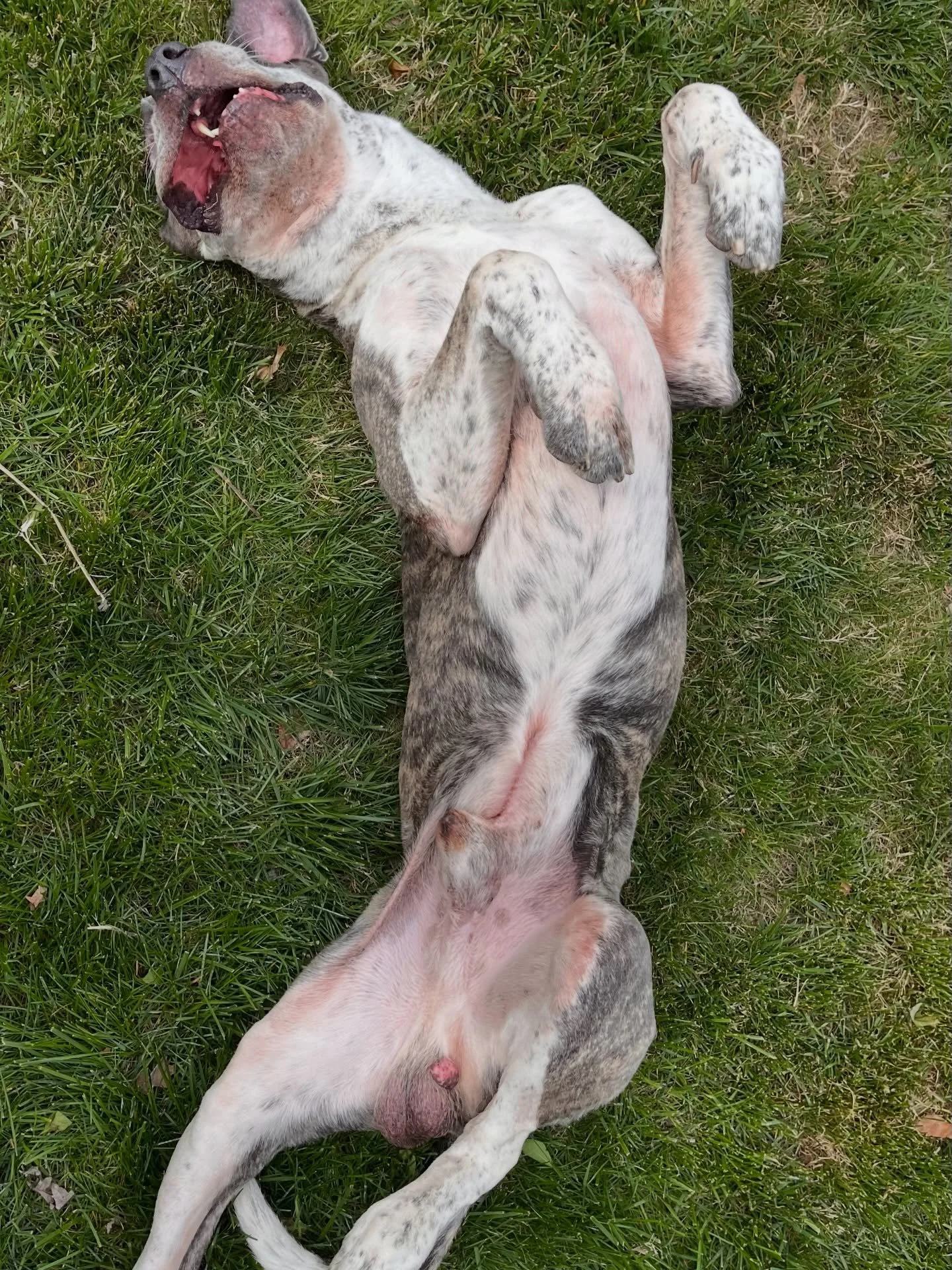 Some Genghis sunbaths for your timeline. ❤️
#wichita #doggroomer #homebasedgroomer #dogsofwichita #groomerofinstagram