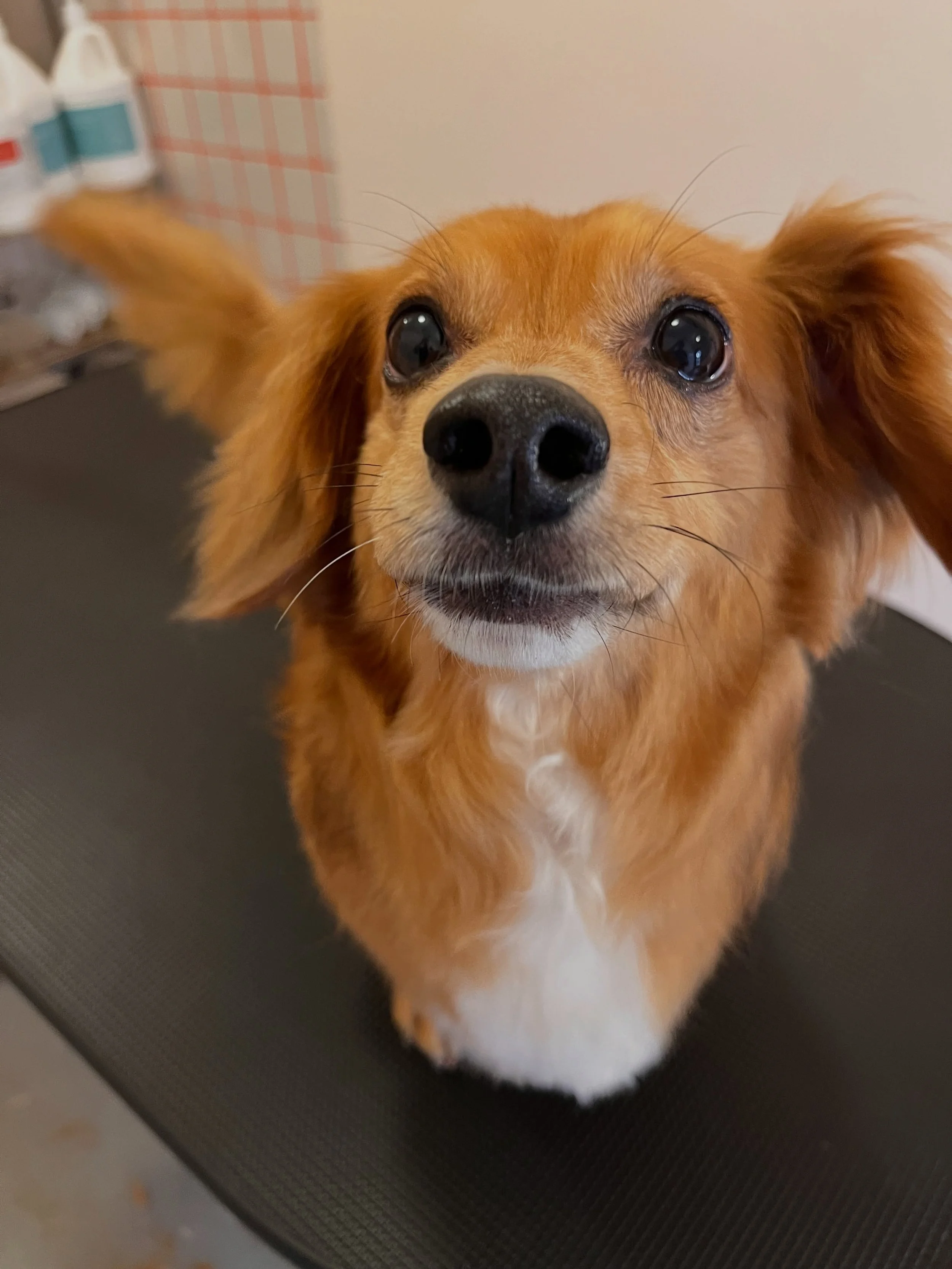 Oliver 🐾💓🥹

#longhaireddachshund #doggroomer #wichita #oneononegrooming #homebasedgroomer