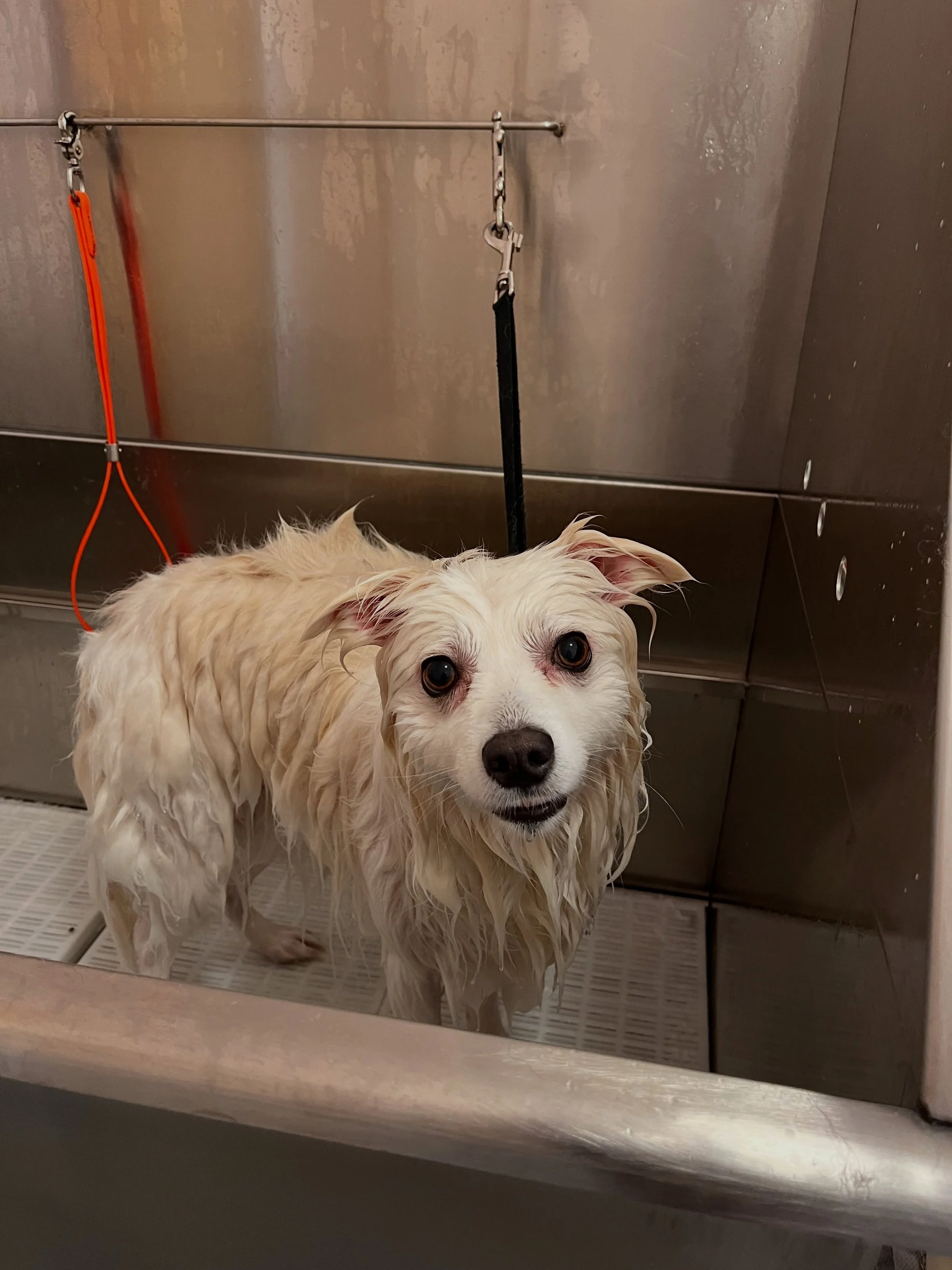 Harley ❤️🥹
#americaneskimo #doggroomer #oneononegrooming #wichita #smallbusinessofinstagram
