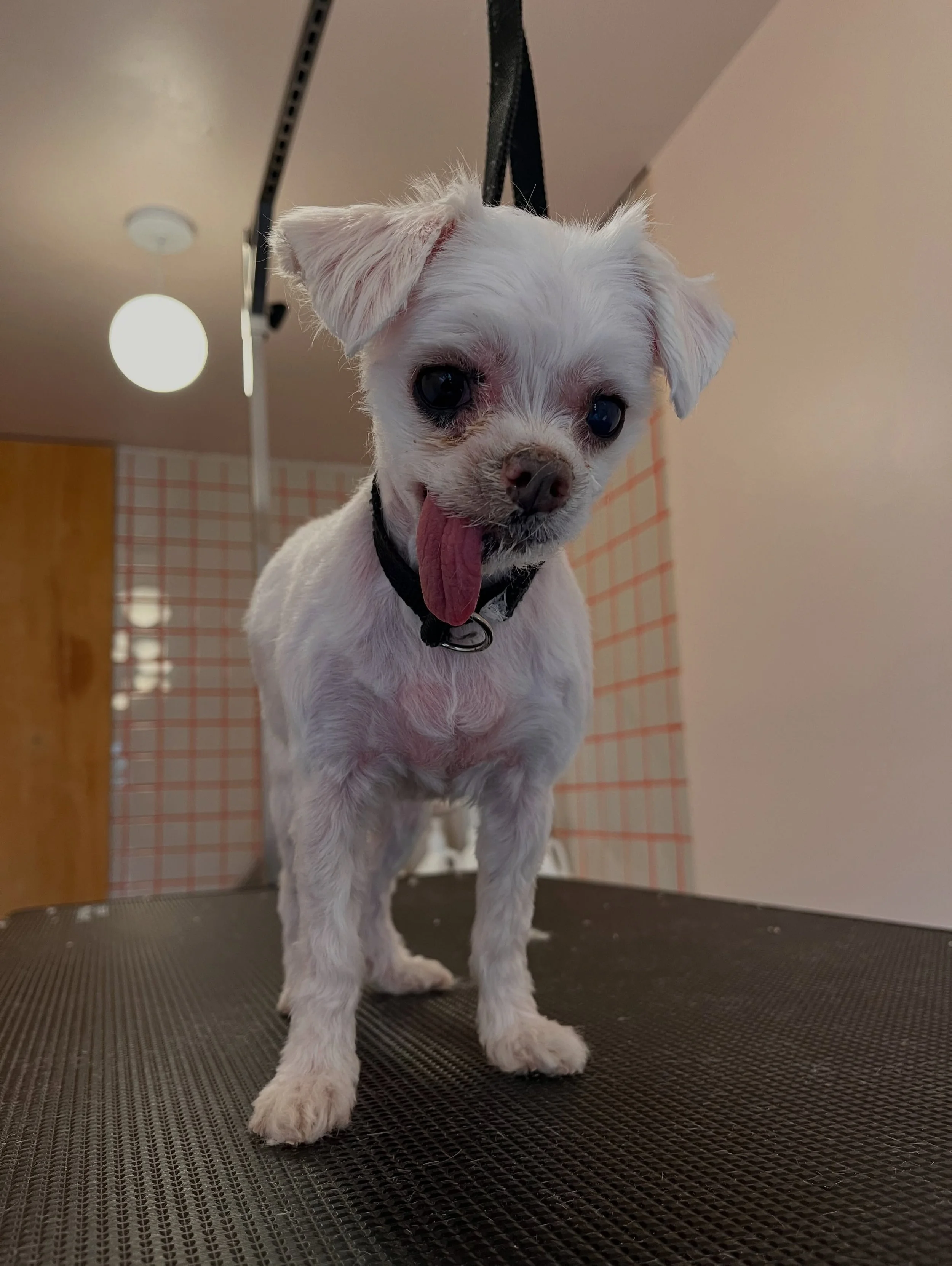 Little Selena has Addison&rsquo;s Disease which means she has very little tolerance for stress as her body cannot produce enough cortisol and aldosterone to cope. Providing the most stress-free environment is the top priority. ❤️
#specialneedsgroomin