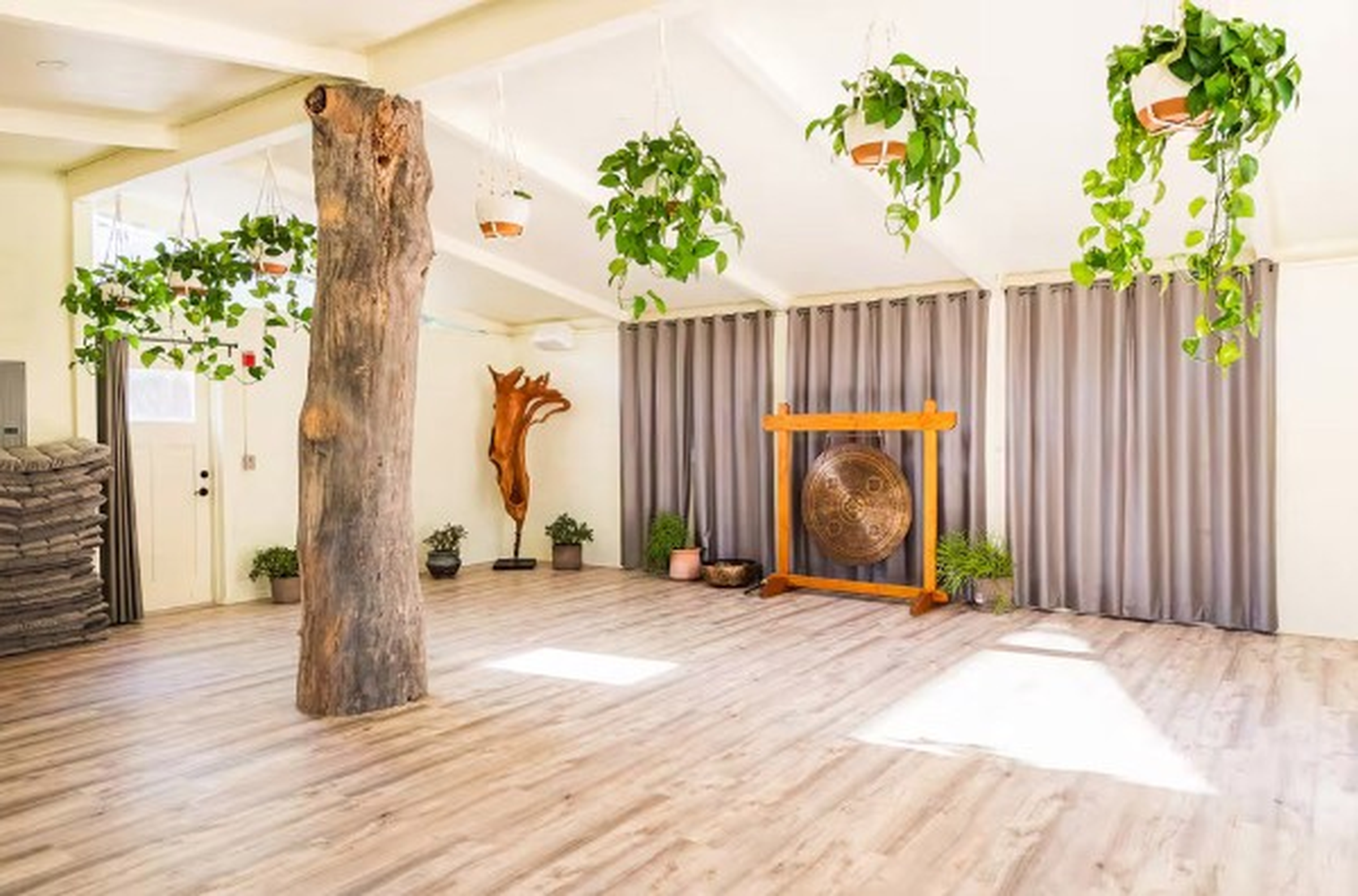 A spacious room with wooden floors, potted plants, hanging plants, a tree trunk, and a large gong.
