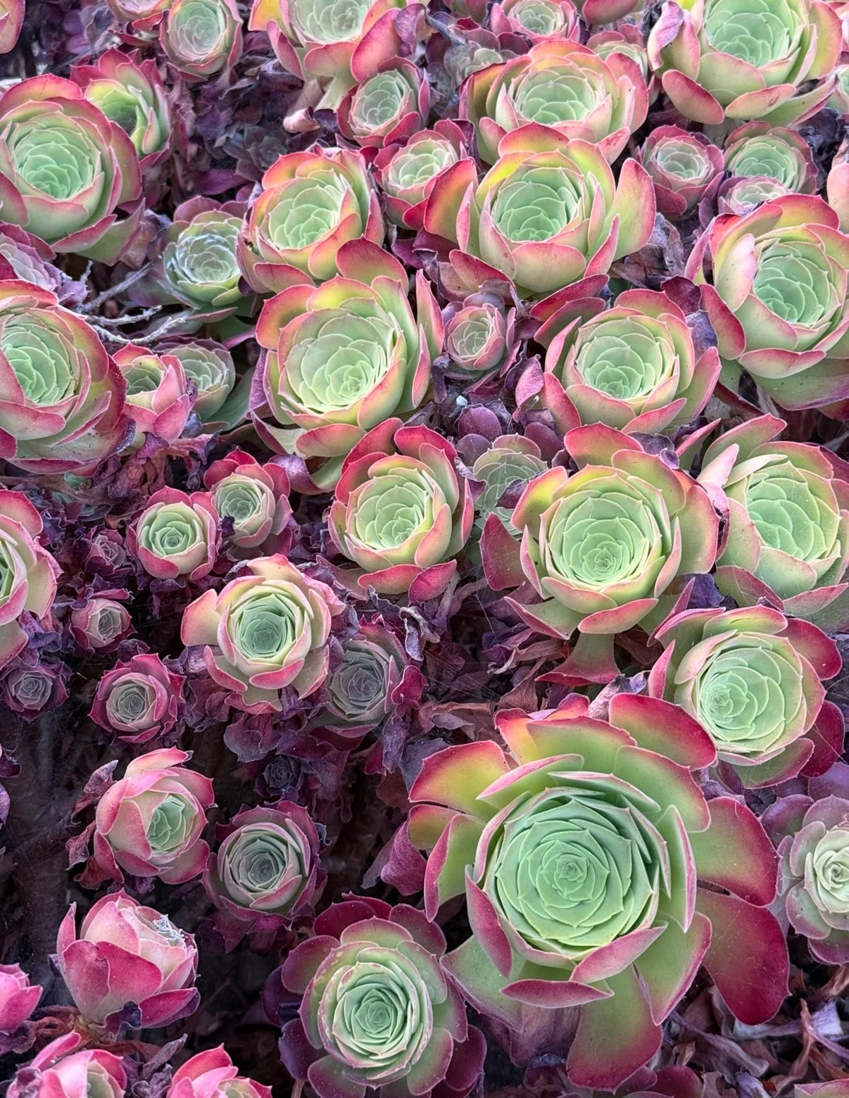 Close-up of multiple green and pink succulent plants with rosette shapes.