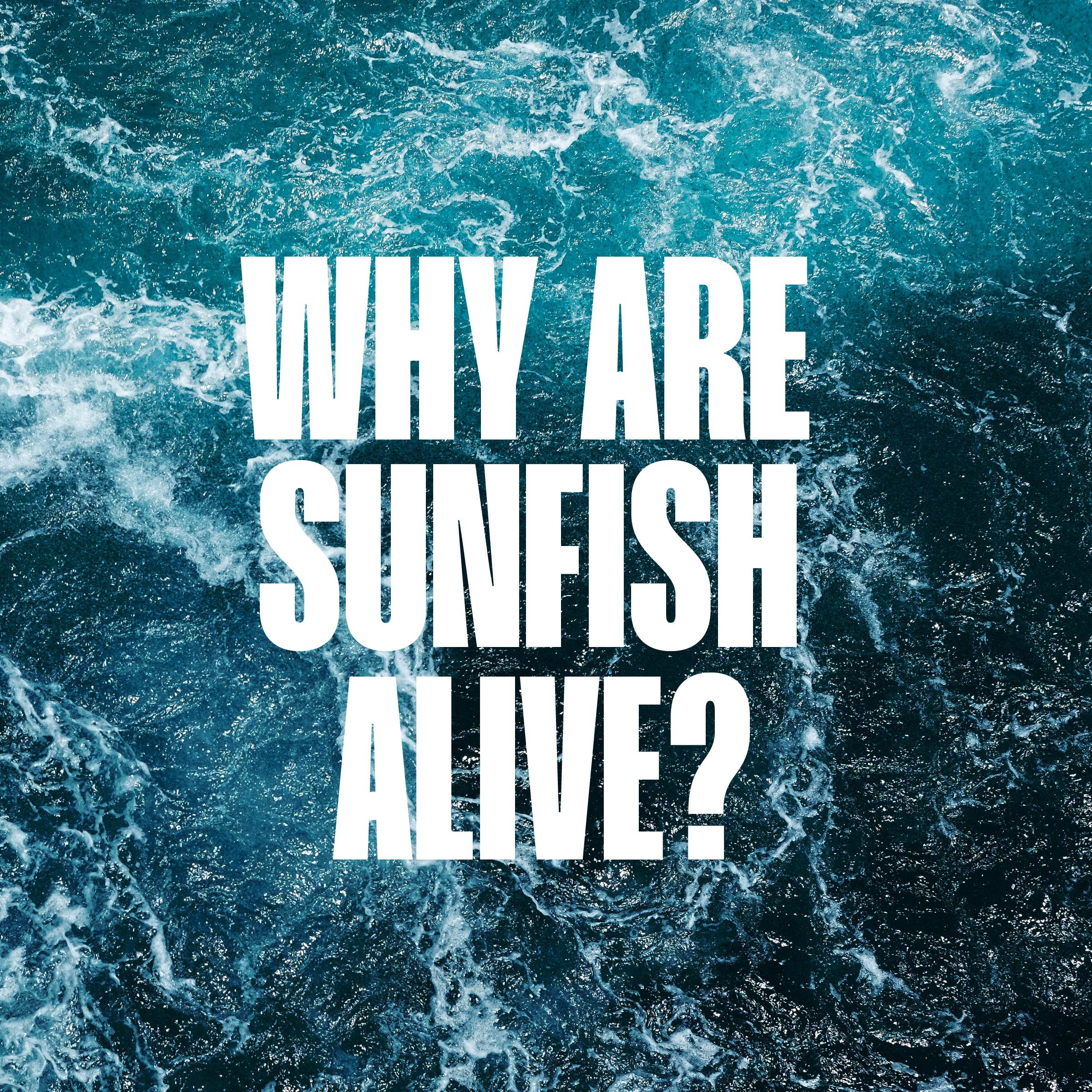 Sunfish Zine & Poster