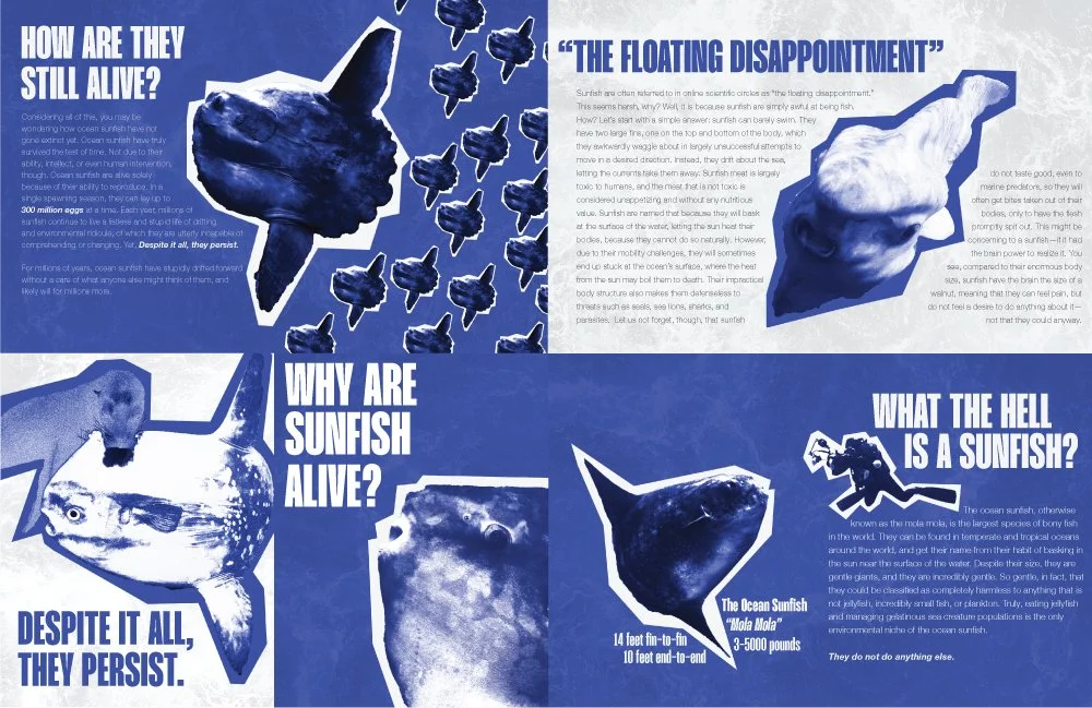 sunfish-process4.jpg