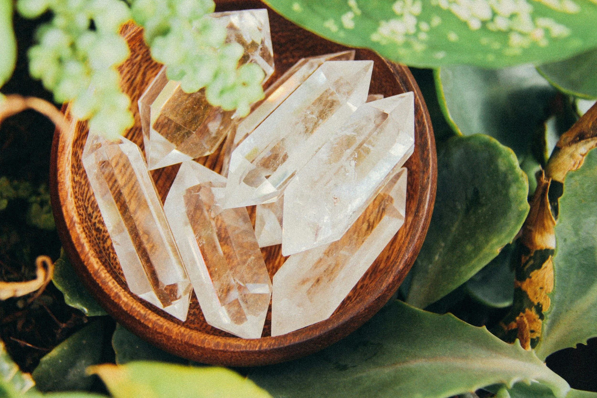 A small round wooden bowl filled with clear quartz crystals placed among green succulent leaves.