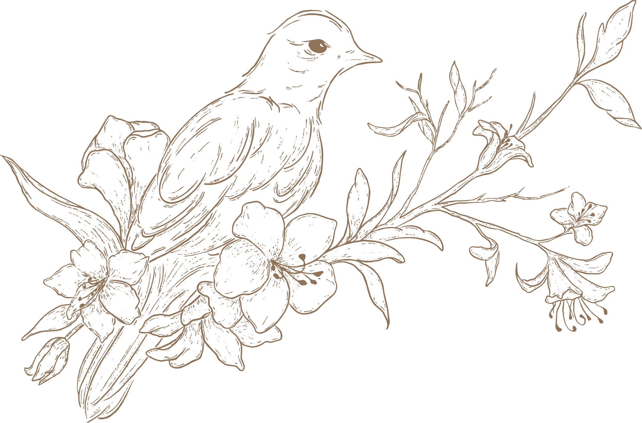 A hand-drawn bird illustration that's symbolic to Studio Nightingale's brand name and identity design.