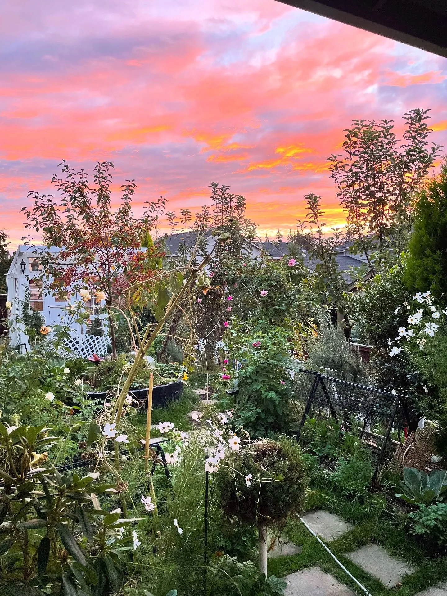 Messy morning garden sunrise (fall edition) 🍂🐦&zwj;⬛🌻