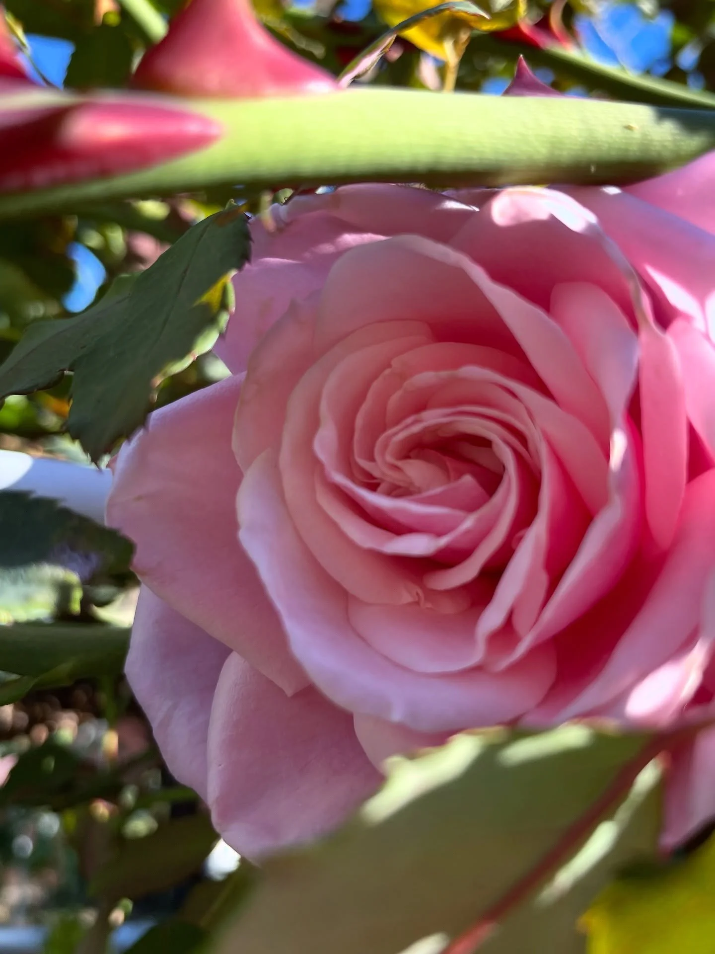 Fall garden pics before the rains set in 🥰 Can you spot the spider?