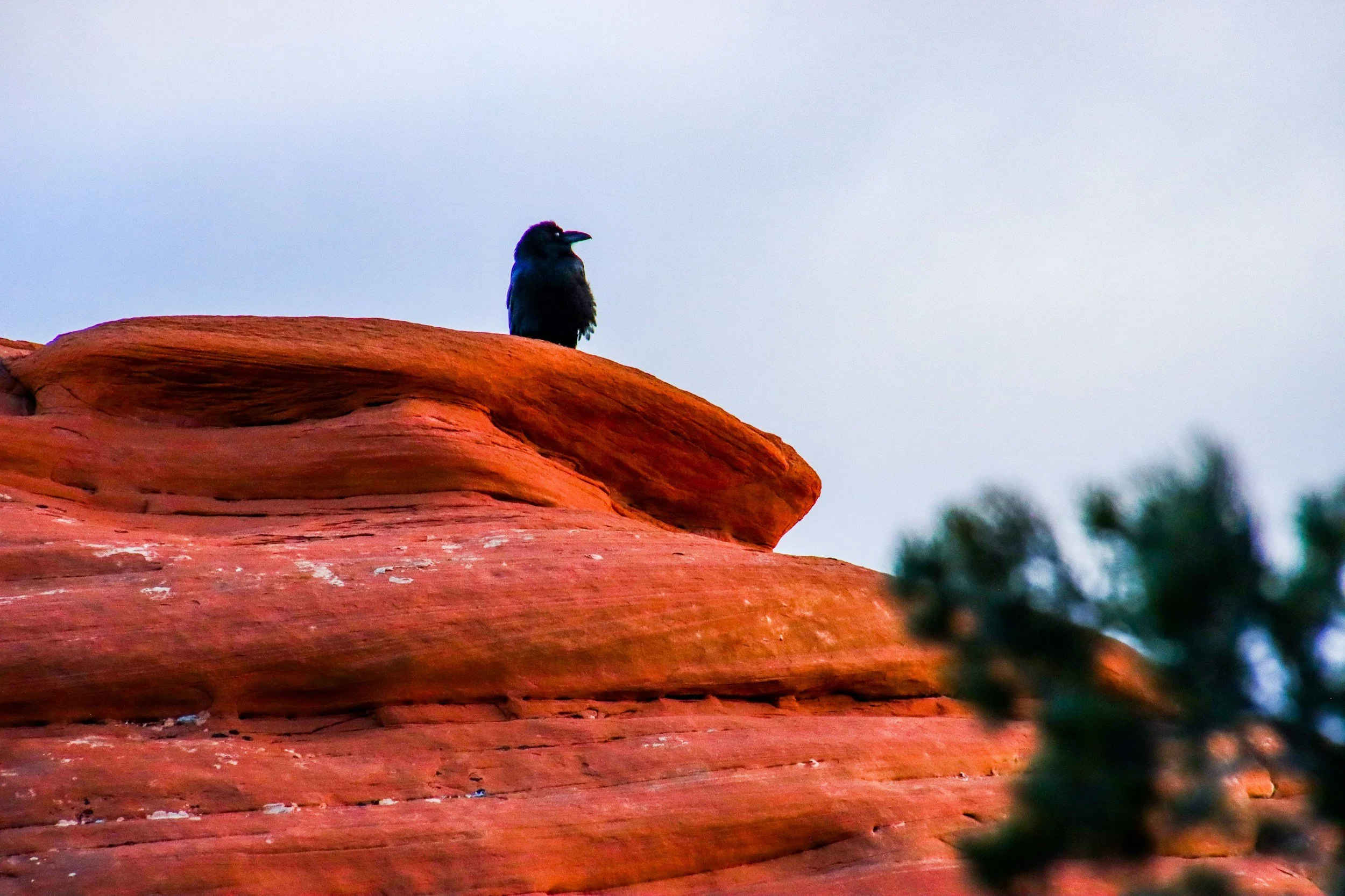 A raven looks out from his perch on red rocks, representing the value of the bird's eye view