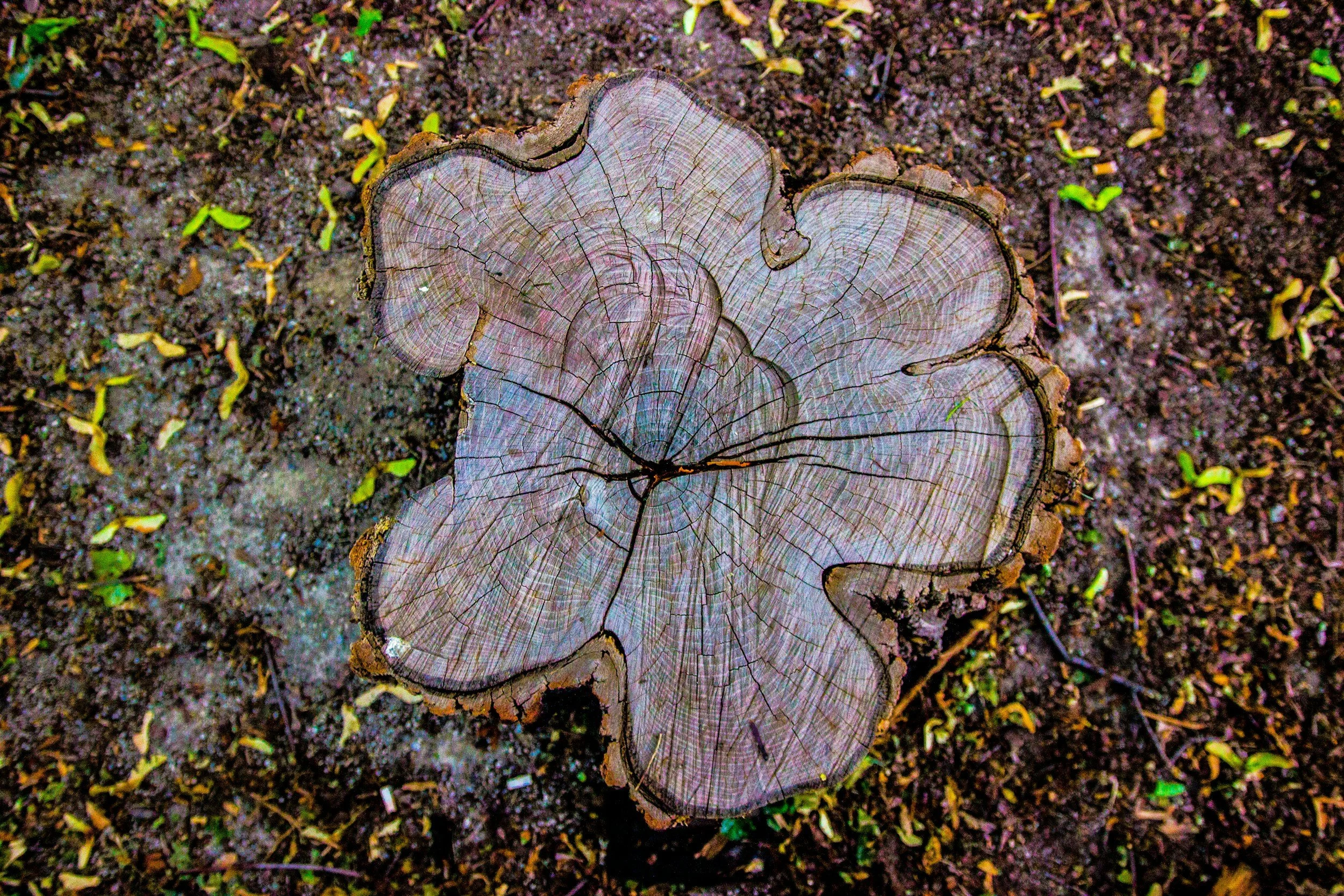A top down view of an irregularly shaped trunk looks more like a flower shape, representing stability and support