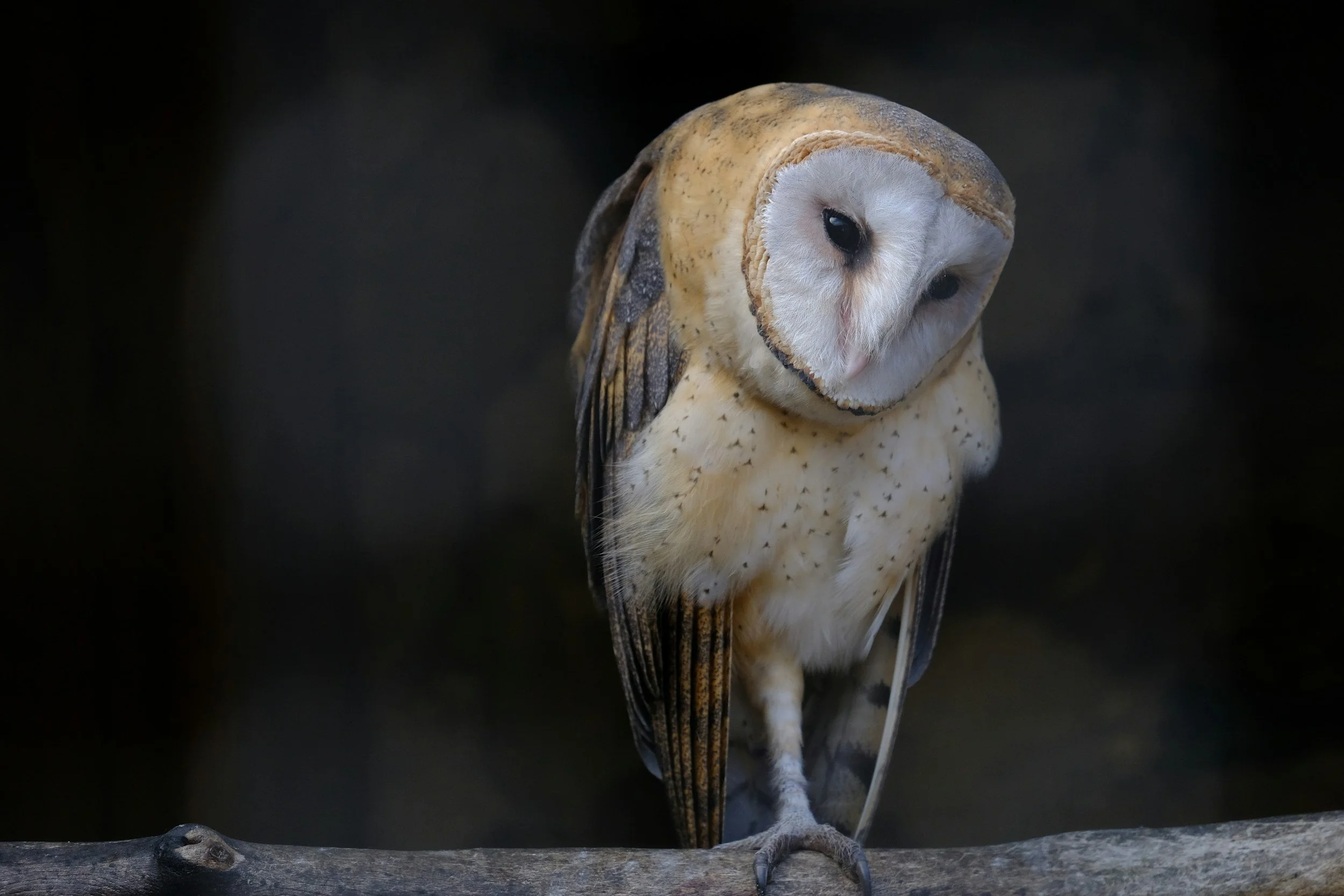 A soft, kind faced owl represents the wisdom available within each one of us