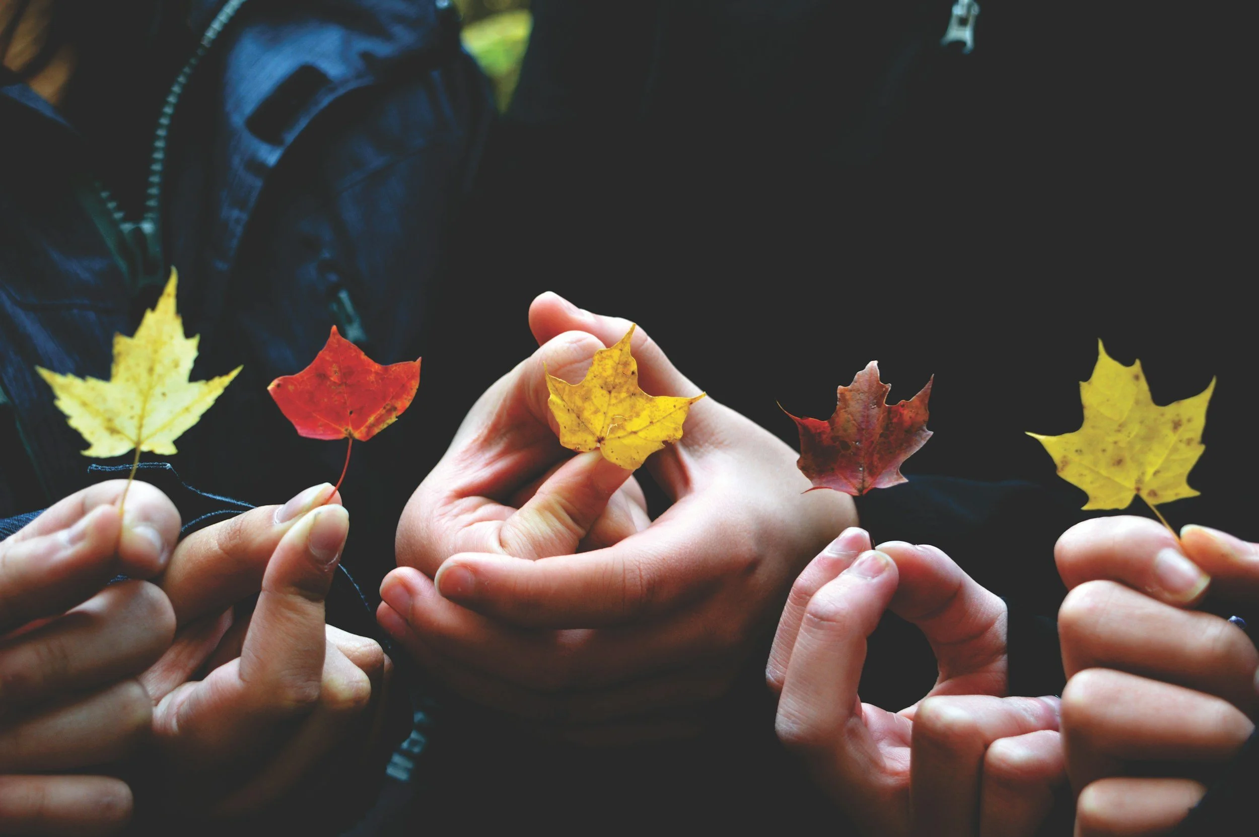 Five hands hold tiny fall leaves, each of a different color, representing the benefits of group coaching.