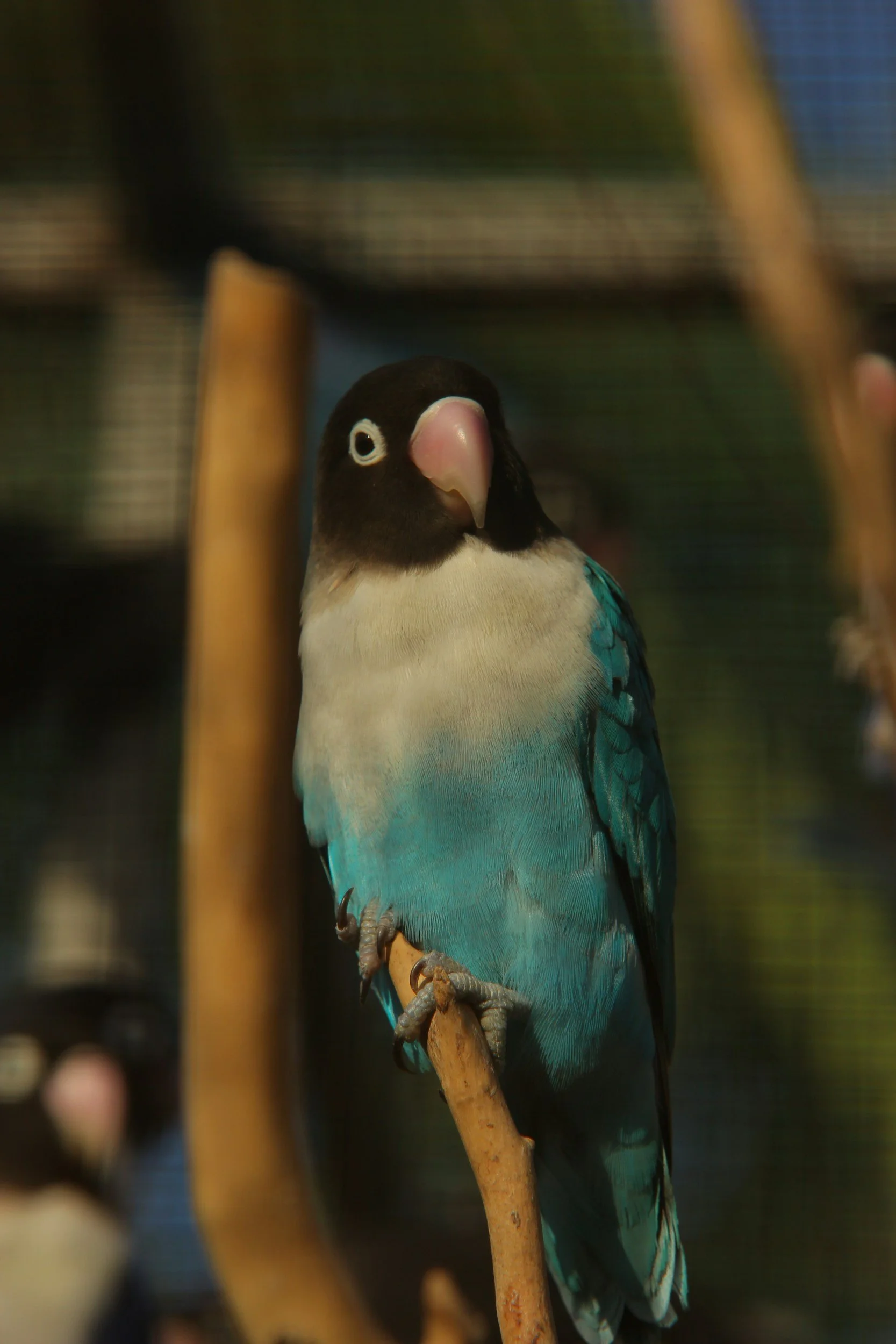 Cute little blue parakeet sitting on a perch looking at the camera