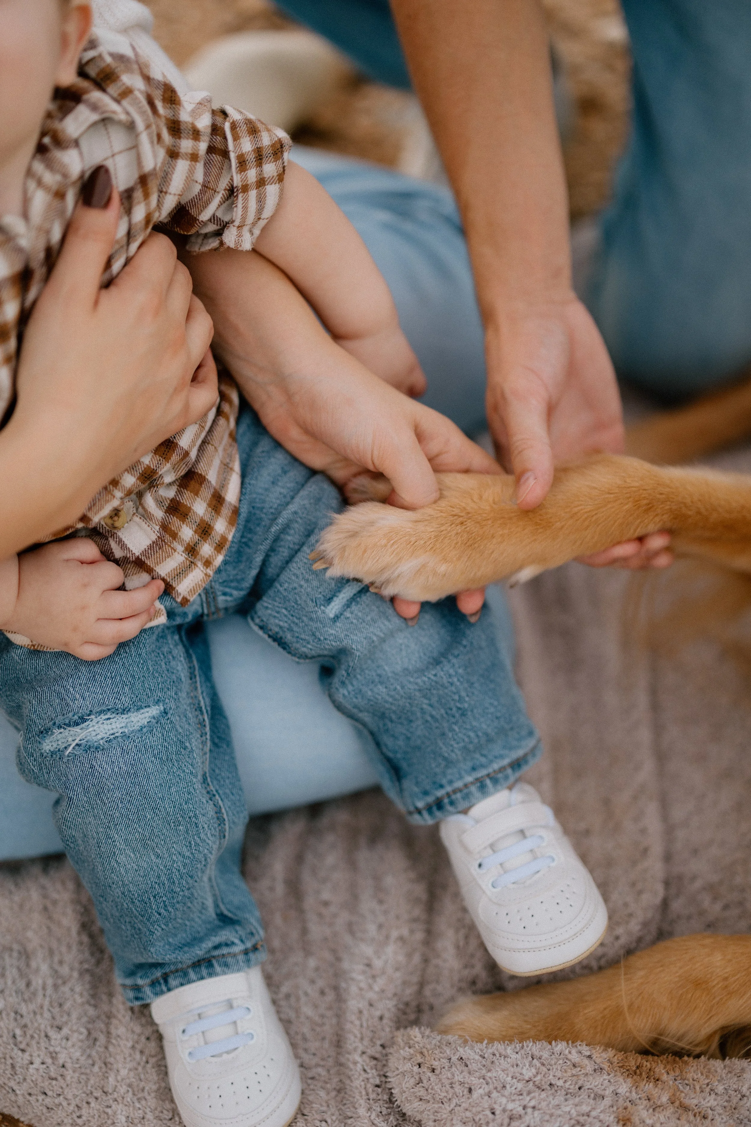 Close-up of a young child sitting on a person's lap, holding a dog's paw. The child is wearing a checkered shirt and jeans, and the person is supporting the paw with their hands. The scene is indoors on a carpet.