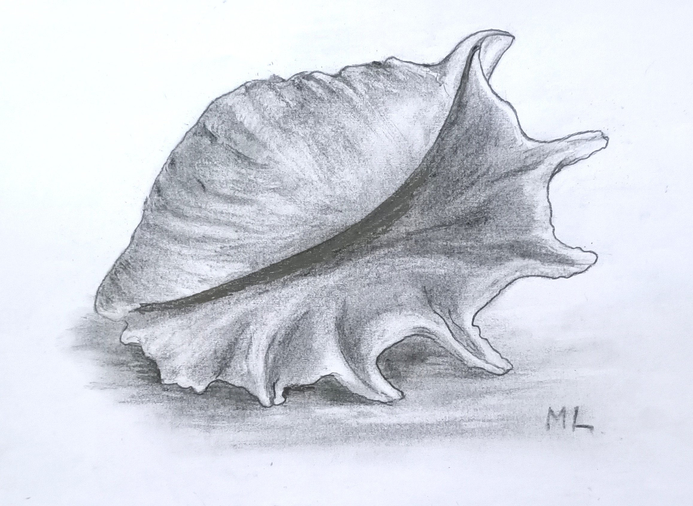 Pencil drawing of a detailed seashell resting on a surface