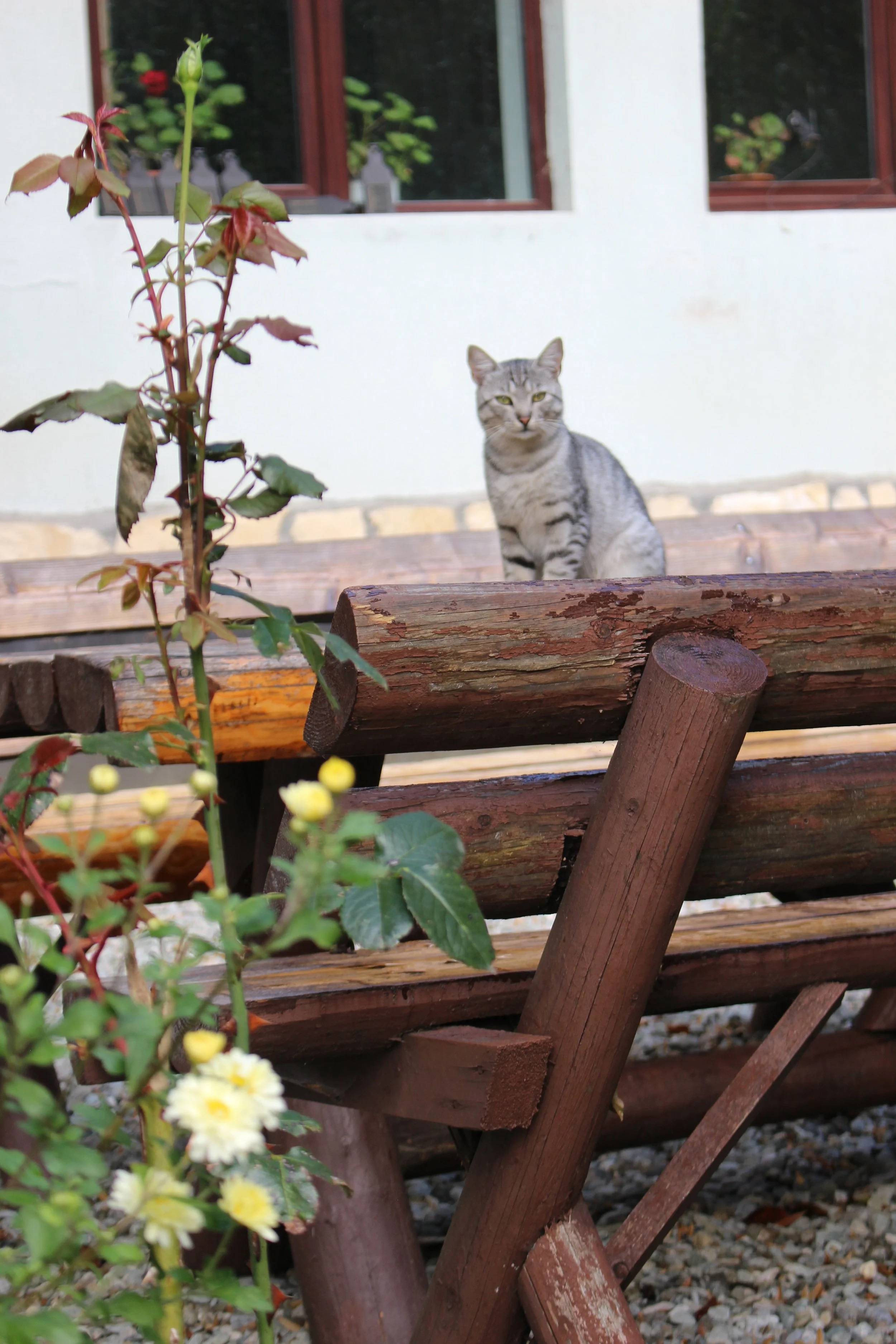 ¤ House Ext (1).JPG