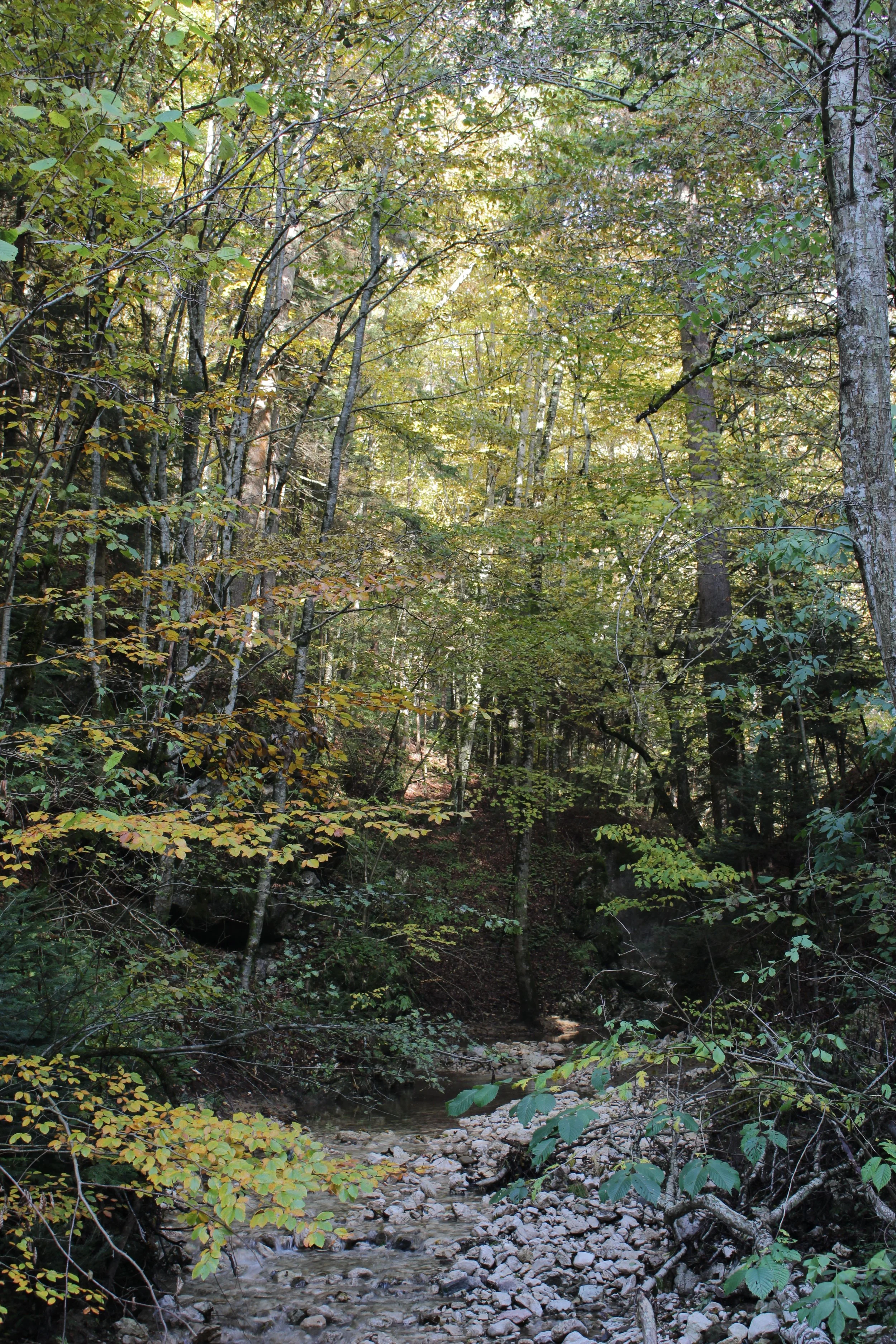 ¤ Forest walk (2).JPG