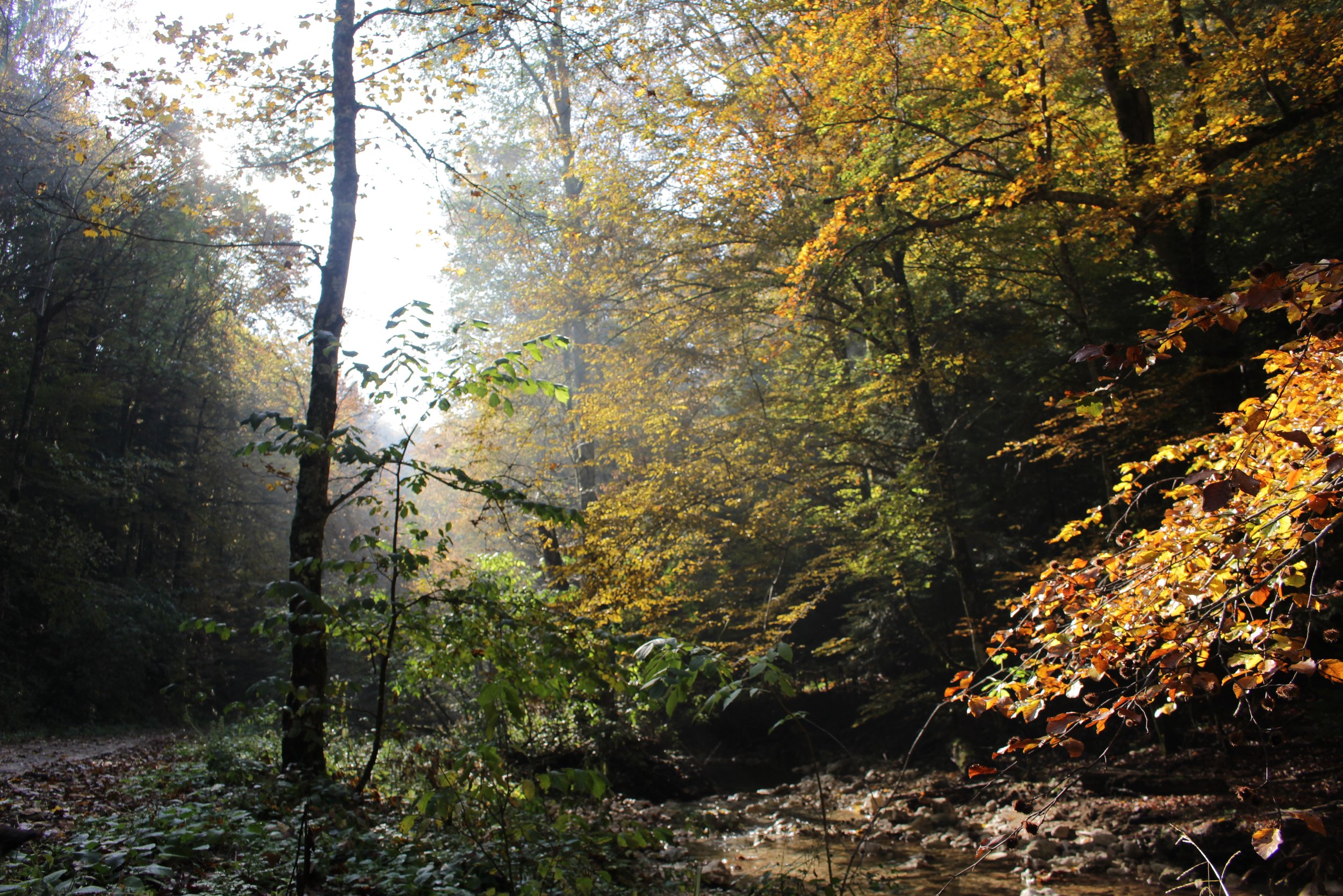 ¤ Forest walk (3).JPG