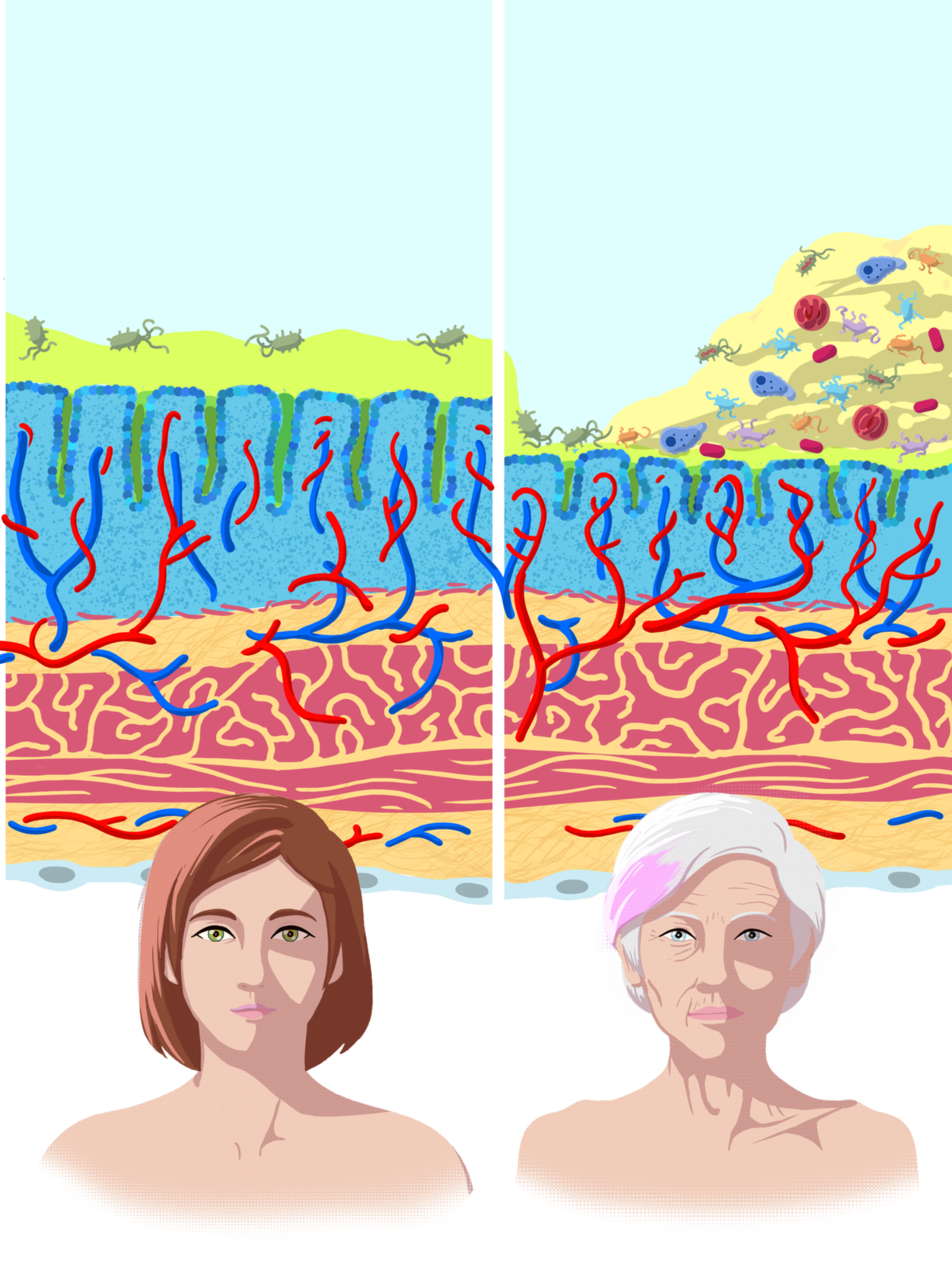 Harmoni: modulable aging gut models for women's health research