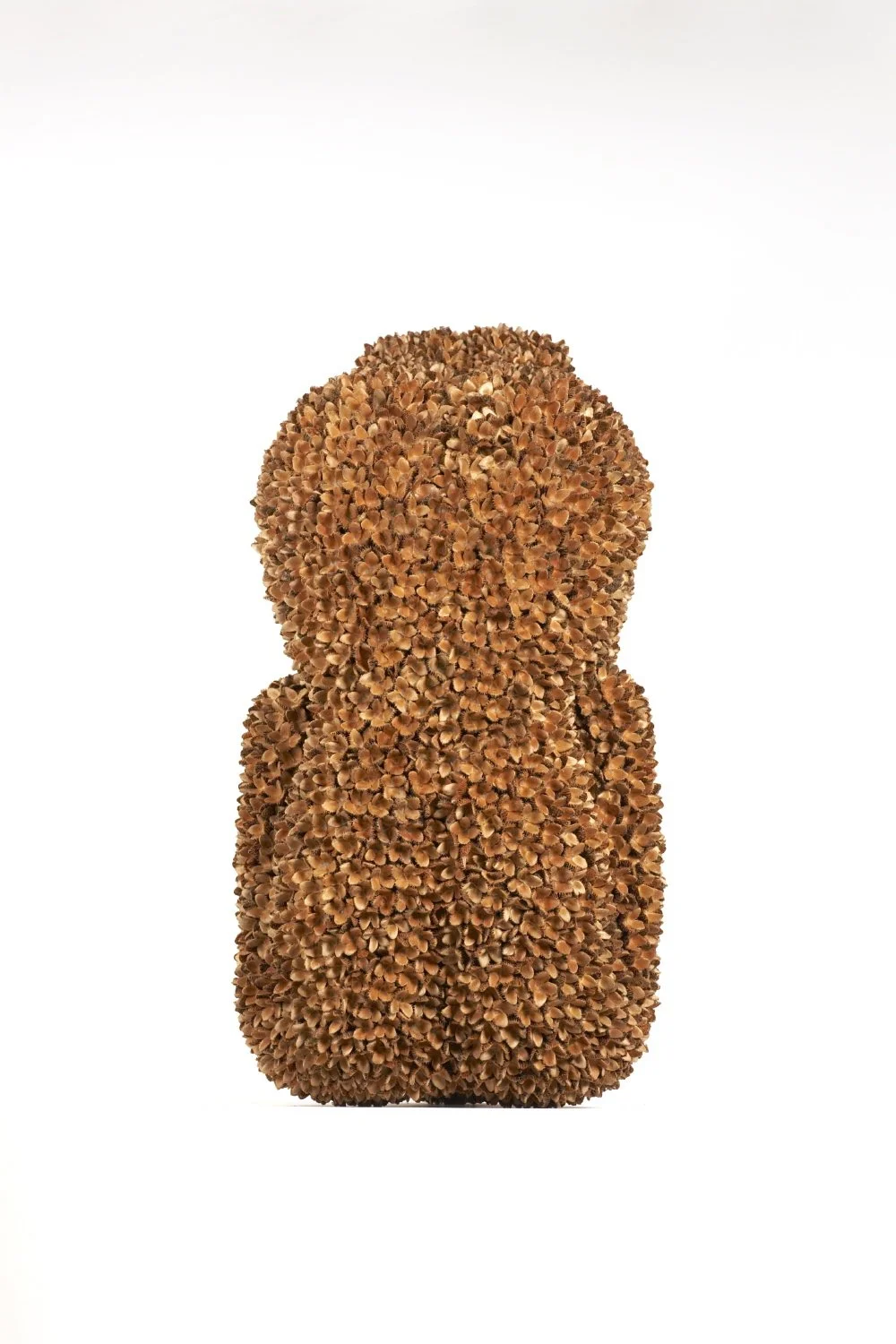 Beech Nut Falling (shot3).jpg