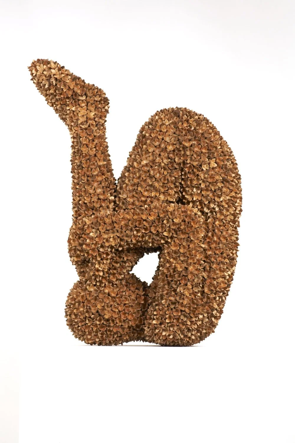 Beech Nut Falling (shot2).jpg