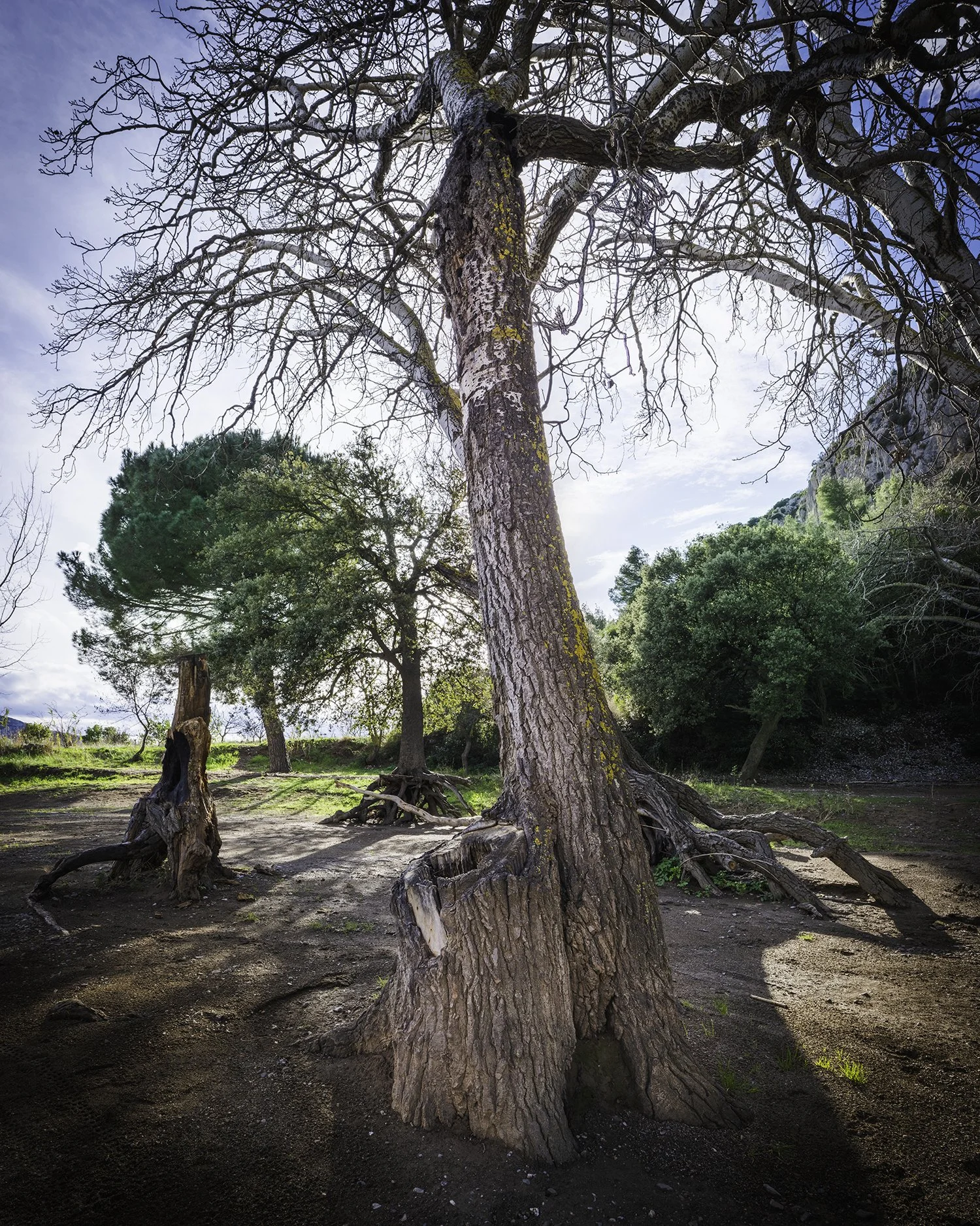 Racines mises à nu — Hiver 2026. Une série qui explore l’ancrage lorsque le sol se retire.
Les racines apparaissent, exposées, parfois fragiles, mais toujours actives.
Quand la terre se dérobe, la structure demeure. Ce qui tient n’est pas toujours ce