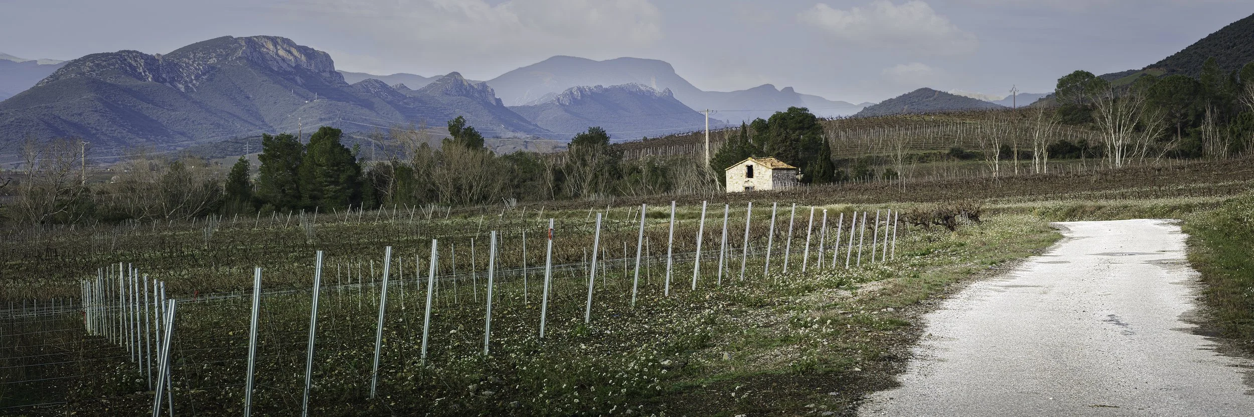 Solitude au cœur des vignes