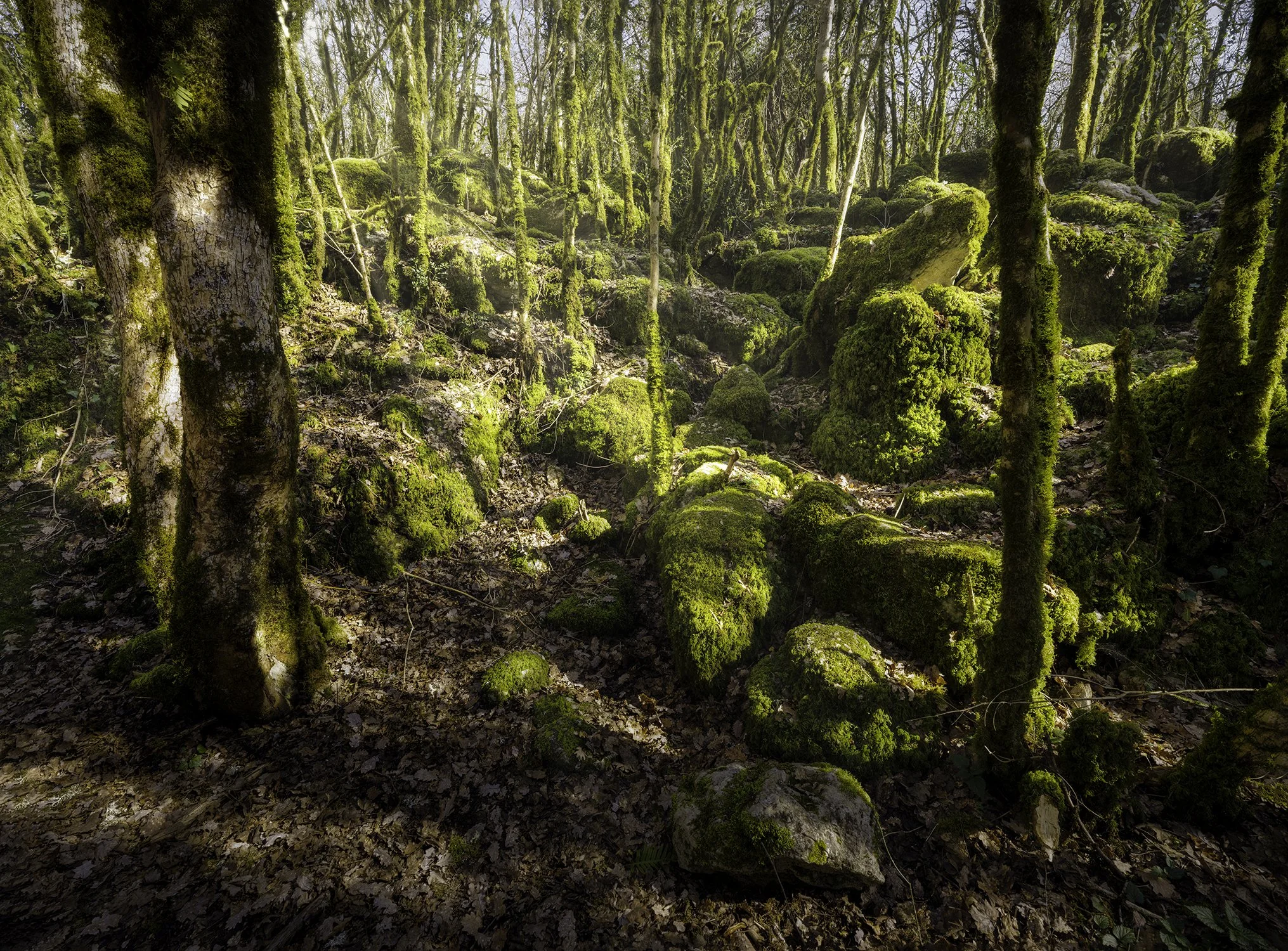 Forêt ancienne : la lumière passe, la pierre demeure.