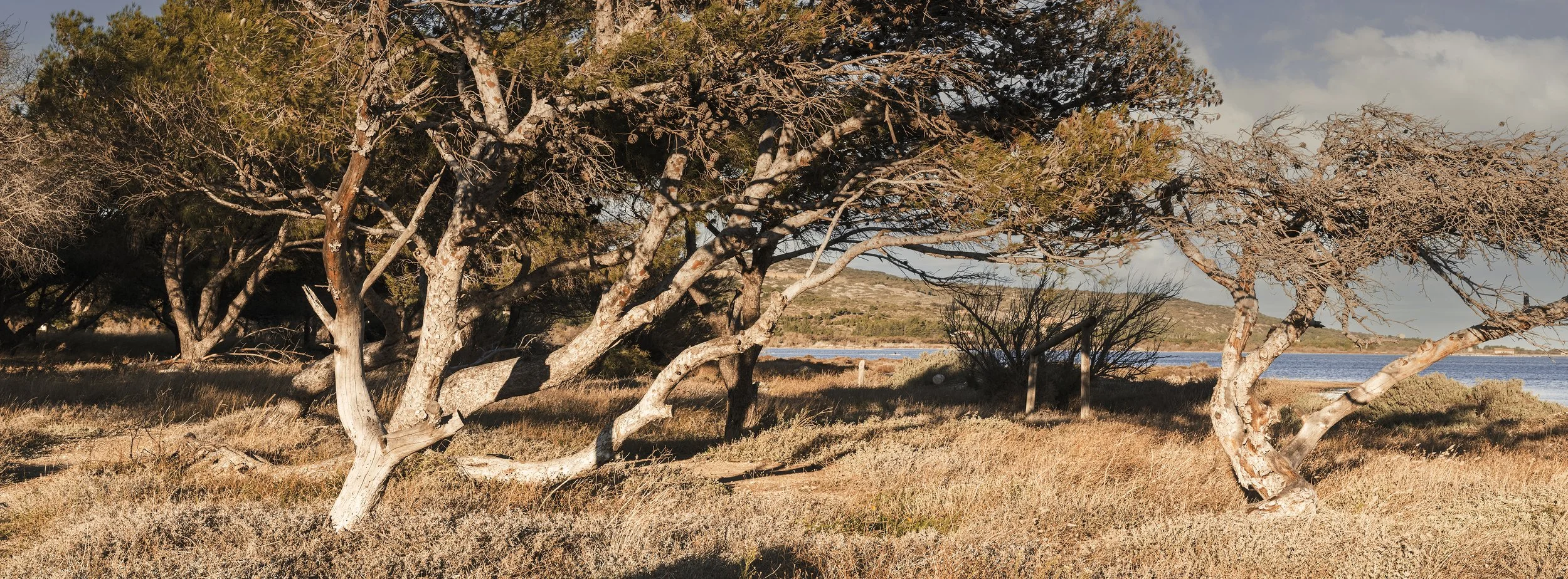 _DSF2206-automne copie.jpg