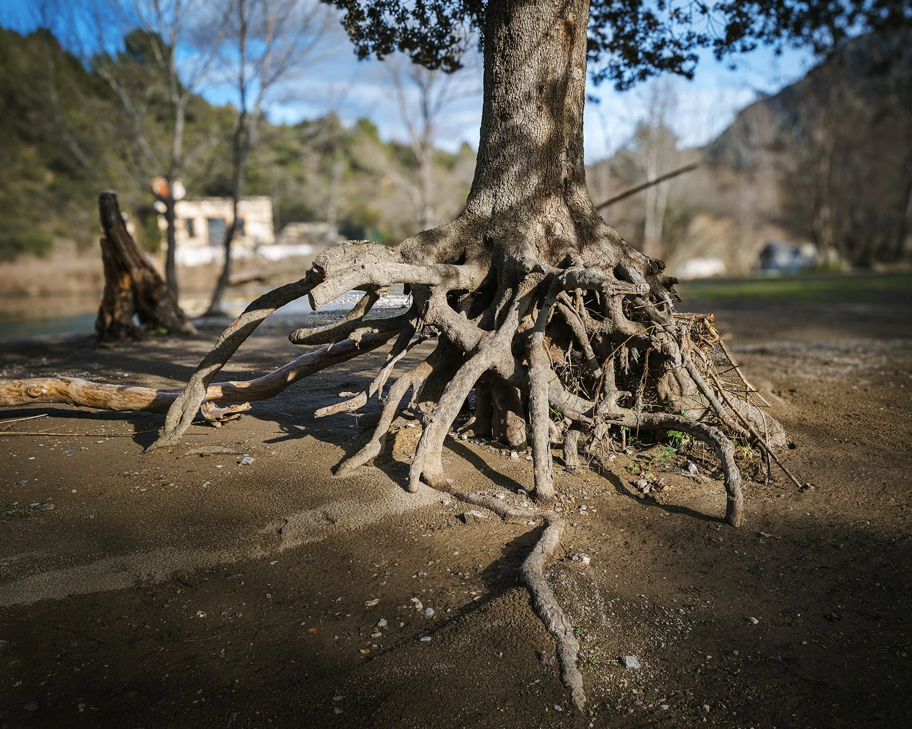 Racines mises à nu — Hiver 2026. Une série qui explore l’ancrage lorsque le sol se retire.
Les racines apparaissent, exposées, parfois fragiles, mais toujours actives.
Quand la terre se dérobe, la structure demeure. Ce qui tient n’est pas toujours ce