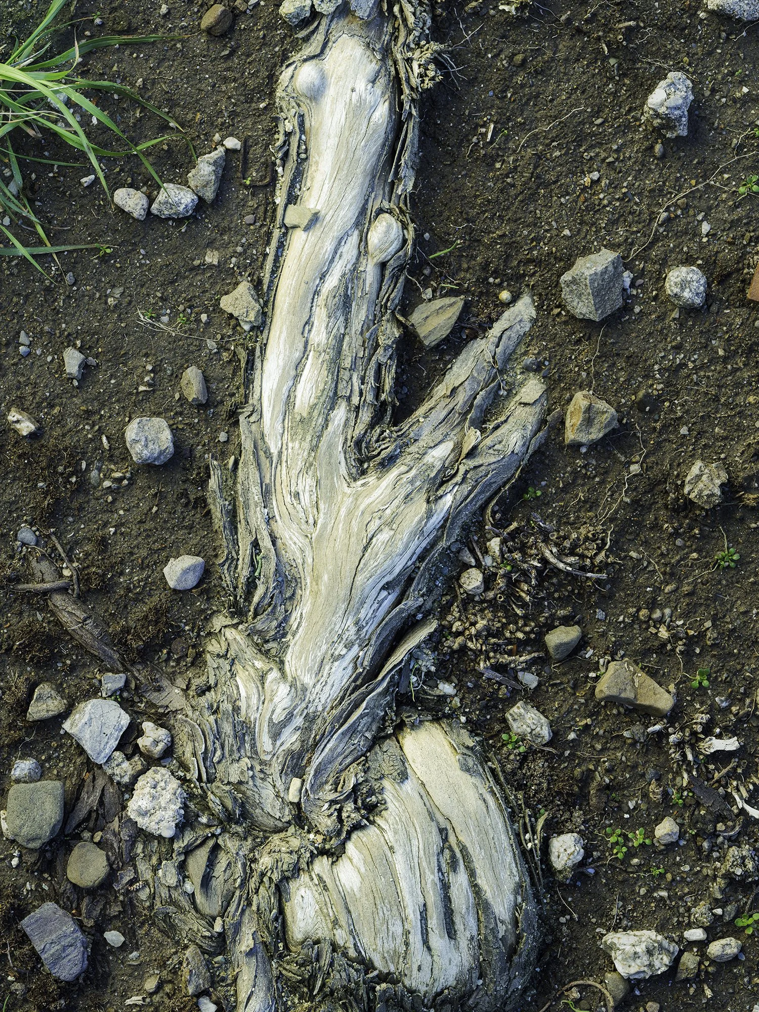 Racines mises à nu — Hiver 2026. Une série qui explore l’ancrage lorsque le sol se retire.
Les racines apparaissent, exposées, parfois fragiles, mais toujours actives.
Quand la terre se dérobe, la structure demeure. Ce qui tient n’est pas toujours ce