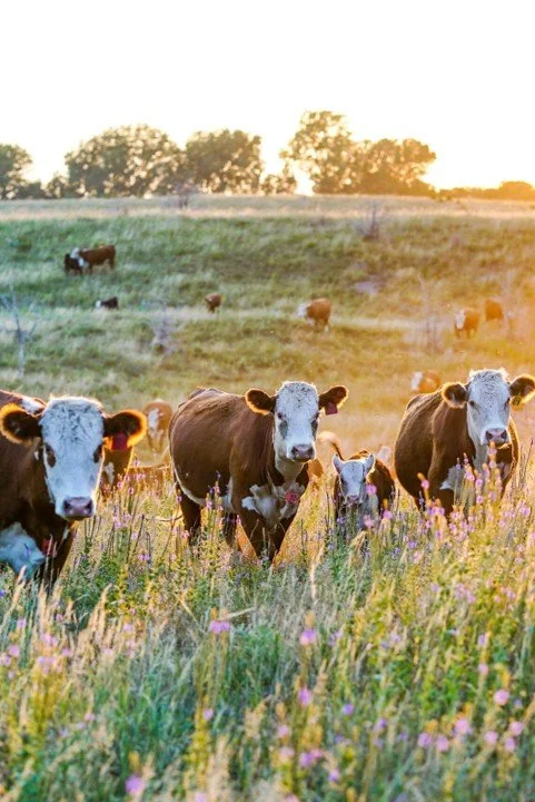 Cows grazing on a lush green field during sunset with purple flowers in the foreground and trees in the background.