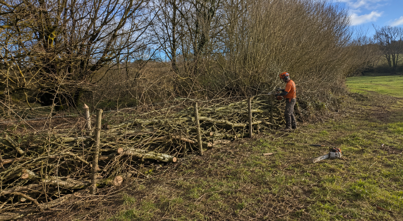 A person wearing safety gear, including a helmet and ear protection, is chopping fallen tree branches with a chainsaw near a wooden fence in a grassy field on a sunny day.