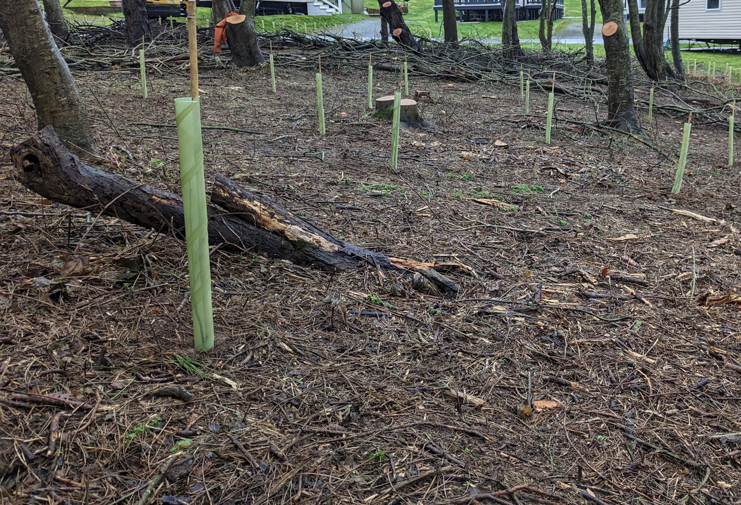 A cleared wooded area with tree stumps, fallen branches, and saplings planted with protective tube guards, possibly after tree removal or logging.