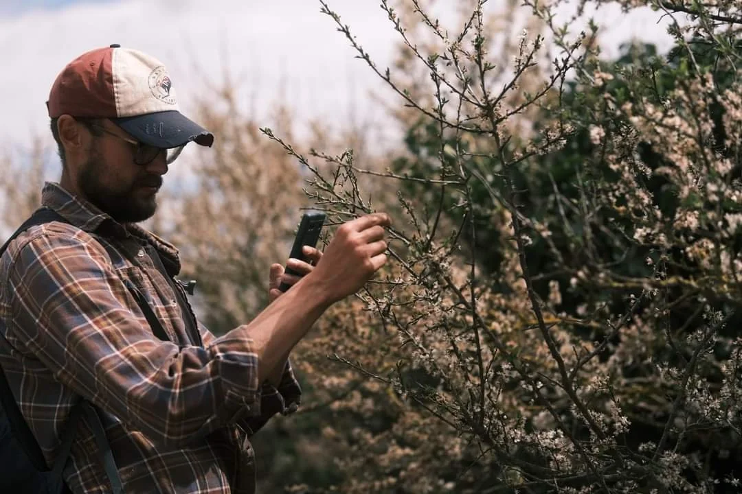 A man wearing a baseball cap, glasses, and a plaid shirt is standing outdoors among blooming trees, looking at his phone.