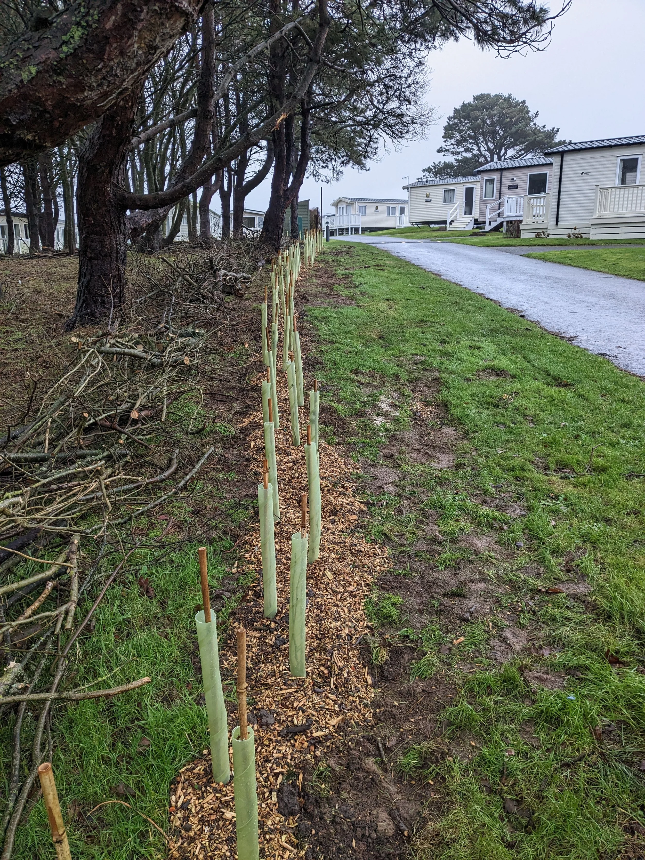 Young trees planted along a dirt path in a seaside campsite area, with mobile homes and a gravel road in the background, and cloudy overcast weather.