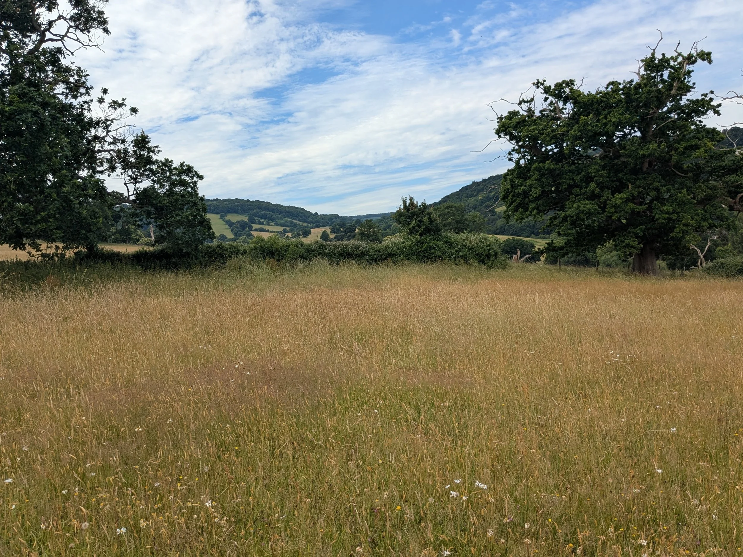 A landscape photo of green rolling hills, trees, and a partly cloudy sky.
