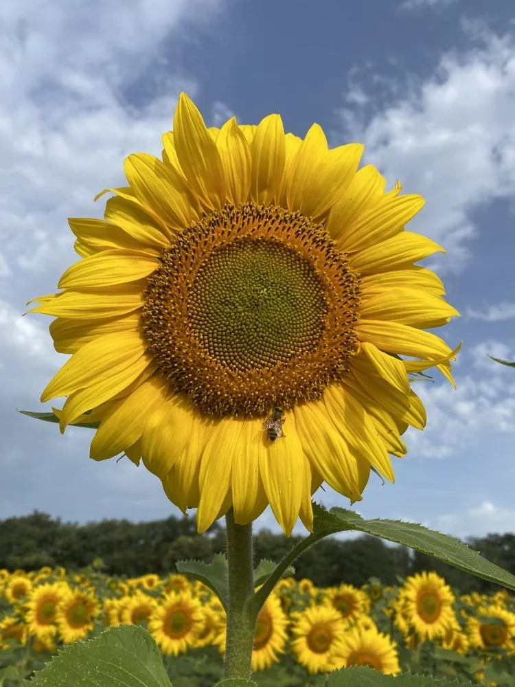 sunflower in the gers