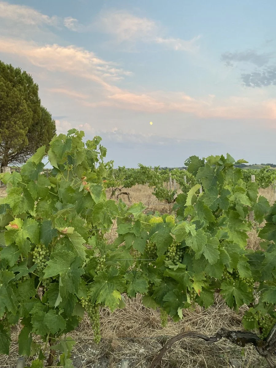 vineyards at sunset
