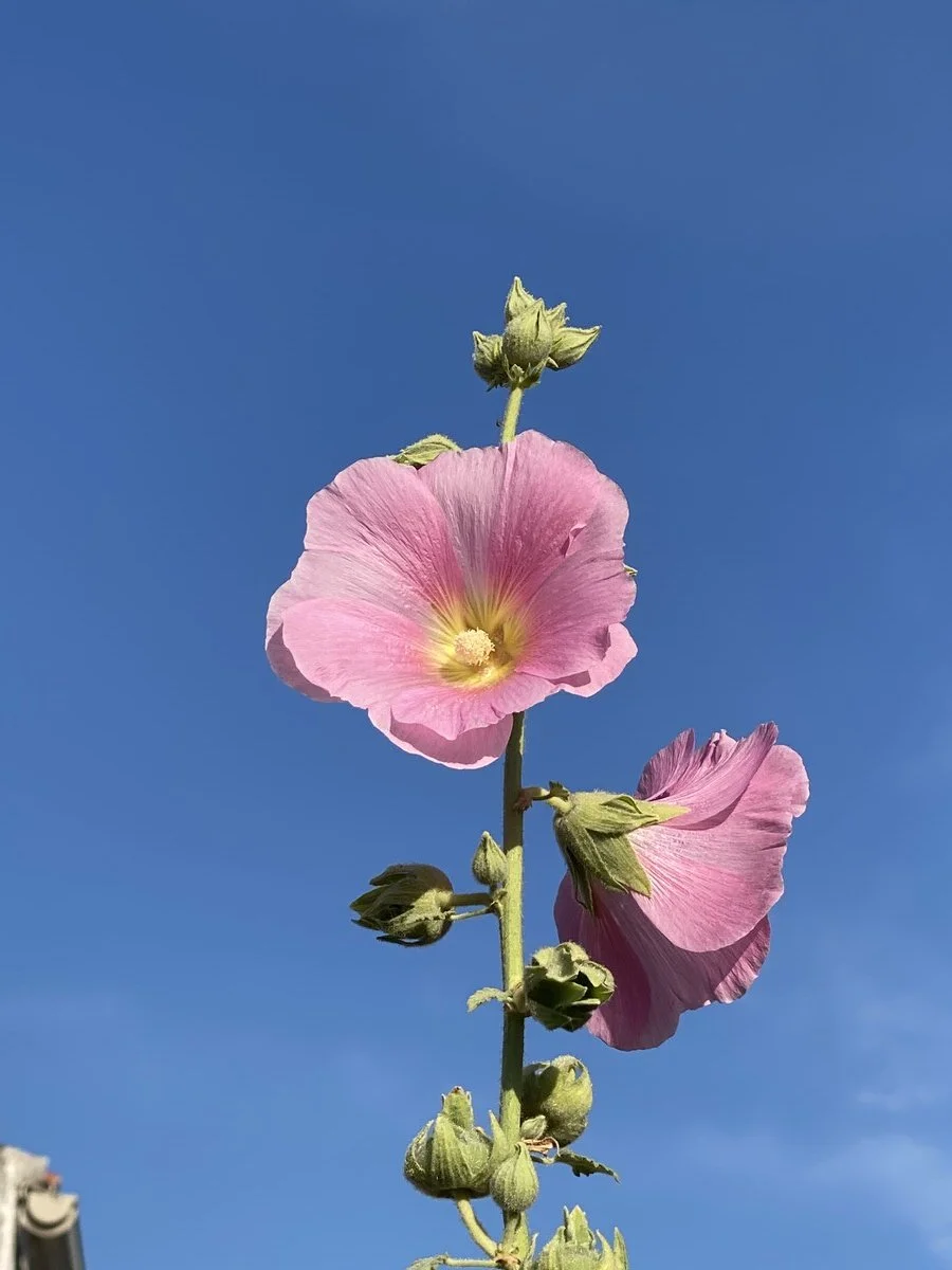 hollyhock