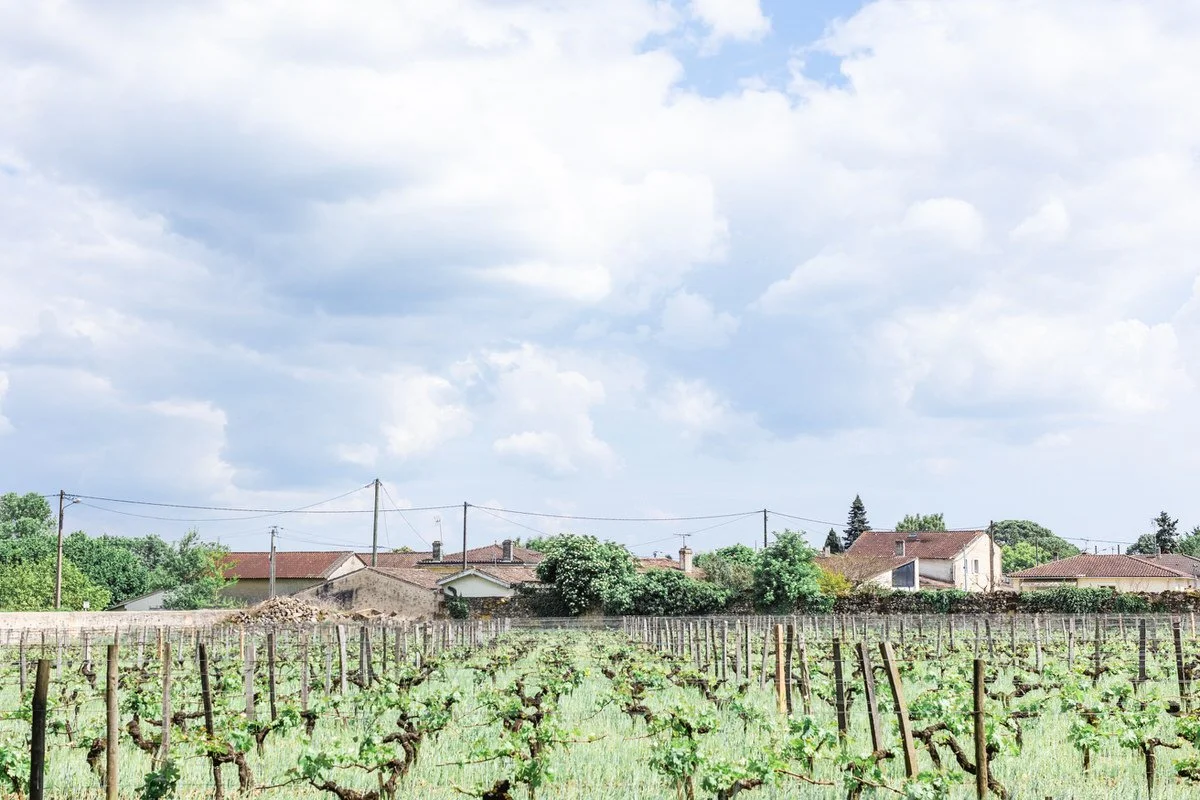 Vineyard landscape in the Bordeaux wine region