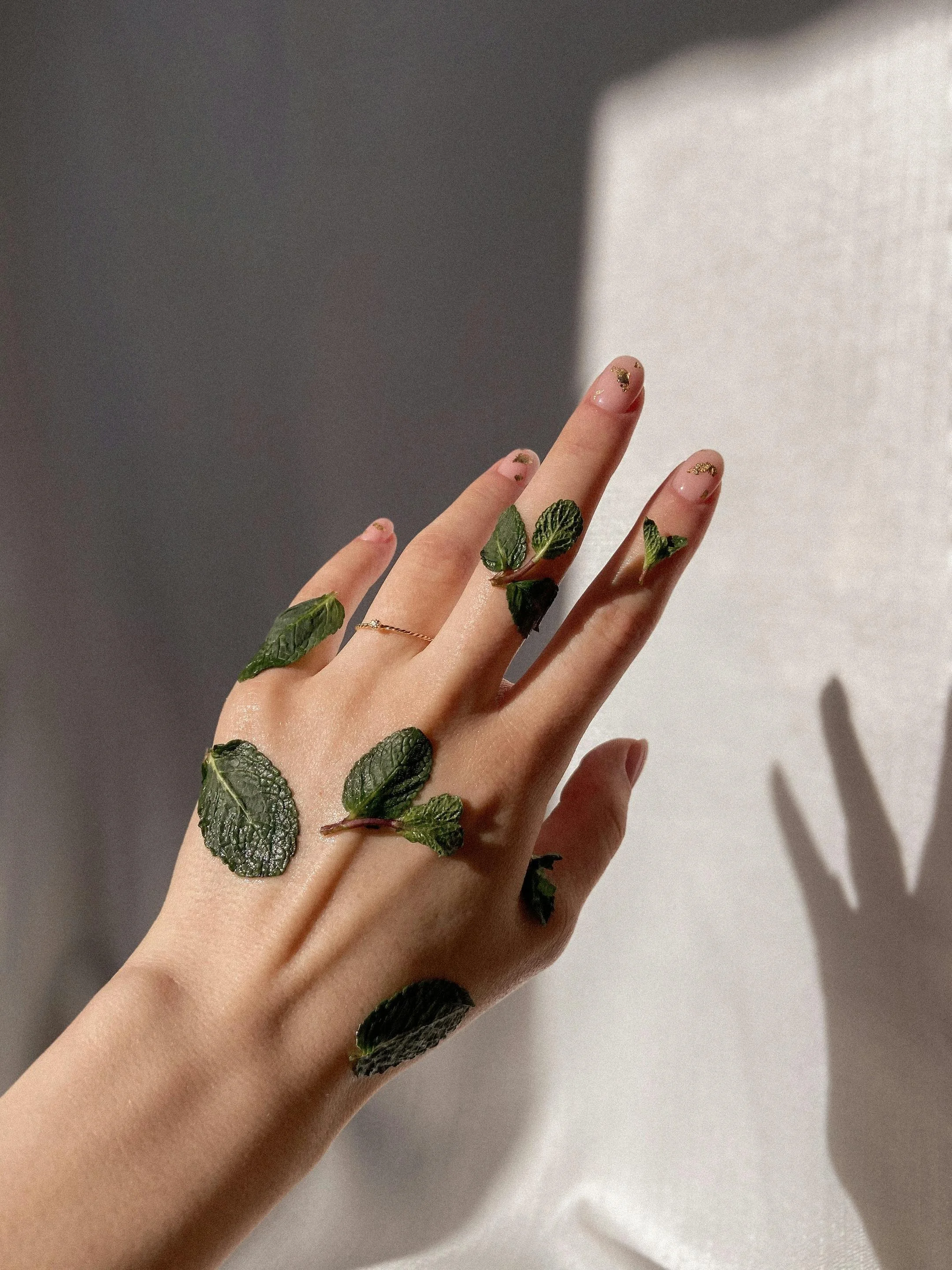 Hand with small green leaves resting against a white textured wall, casting a shadow.