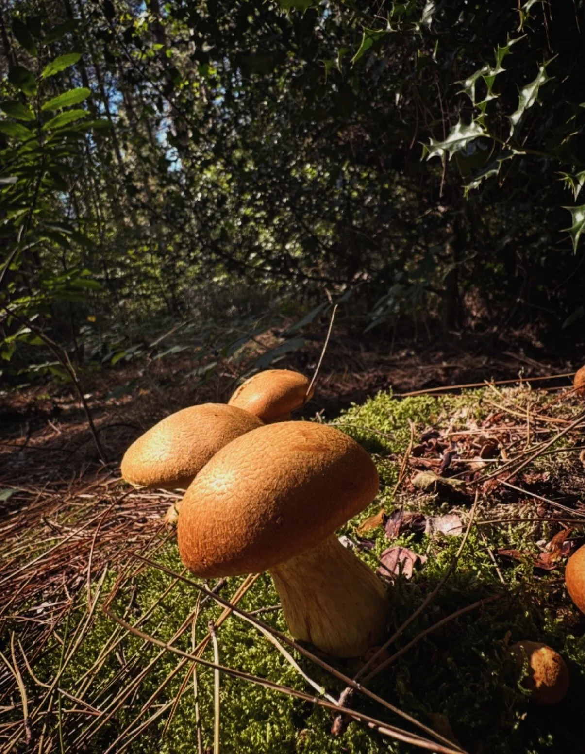 🍄&zwj;🟫🍄&zwj;🟫🍄&zwj;🟫 these in garlic butter, a dash of cream and loaded up onto some toasted sourdough 🙌🏼🔥