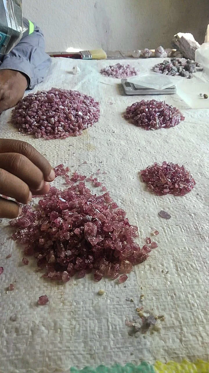 A close-up shot of a local gem broker's hand sorting piles of rough, vibrant pink tourmaline crystals by grade on a white woven plastic sack, with a small digital pocket scale visible in the background.